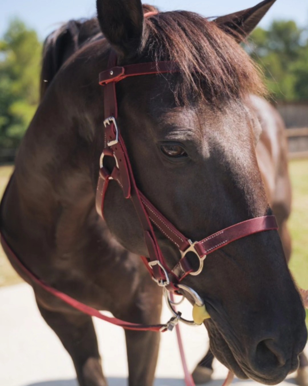 ✨ Nouveau chez L’Atelier du Haras ✨
📍 Bridon-Licol 2 en 1 – pratique, élégant & 100% fait main 🇫🇷
Un seul équipement, deux fonctions : idéal pour vos balades et randonnées 🐴🌿
🤎 Cuir pleine fleur couleur Victoria de la @tannerie_radermecker
🔩 Bouclerie inox
🧵 Finitions soignées & coutures au fil de lin
🎨 Personnalisable selon vos envies !
📸 Porté ici par Ciclon 🐎
📩 Infos, commandes & devis : MP ou lien en bio
#BridonLicol #SellierArtisan #latelierduharas #CuirÉquin #FaitMainAvecPassion #MatérielÉquitation #ÉquipementCheval #BridonCuir #LicolCuir #HandmadeHorseTack #equitation #randocheval #Cheval #leather