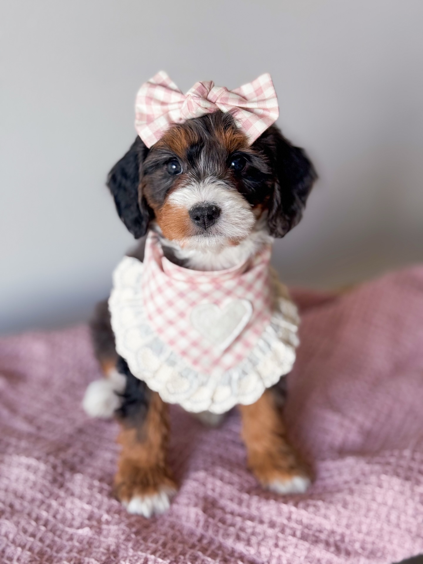 I blinked and somehow these babies are almost 8 weeks old. ๐ฅน
Hazel and Tuckerโs โJoy in the Journeyโ litter has been such a sweet reminder that sometimes the path doesnโt unfold exactly how we expect and thatโs okay! We had a few families who ended up passing for personal reasons, which means a few of these little loves are still waiting for their forever homes.
And maybe thatโs exactly how it was meant to be. ๐ซ
Each puppy with the โBE MINEโ sticker is currently available and ready to go home starting this Friday.
These are F1b Tiny Bernedoodles, estimated sizes ranging through 20โ40 lbs full grown depending on the pup, with those dreamy wavy to curly, low-to-non shedding coats you all love. But what I adore most? The variety of personalities in this group.
โจ A cuddly shadow who just wants to be in your lap.
โจ A confident explorer ready for adventure.
โจ A gentle, intuitive sweetheart perfect for a calmer home.
โจ A playful best friend for a family with kids.
There truly is something for everyone in this litter.
If youโve been quietly watchingโฆ waiting for the right oneโฆ this might be your sign. ๐
DM me to chat about temperaments, or head to the website to fill out an application. Letโs find the one that fits your journey. โจ๐พ