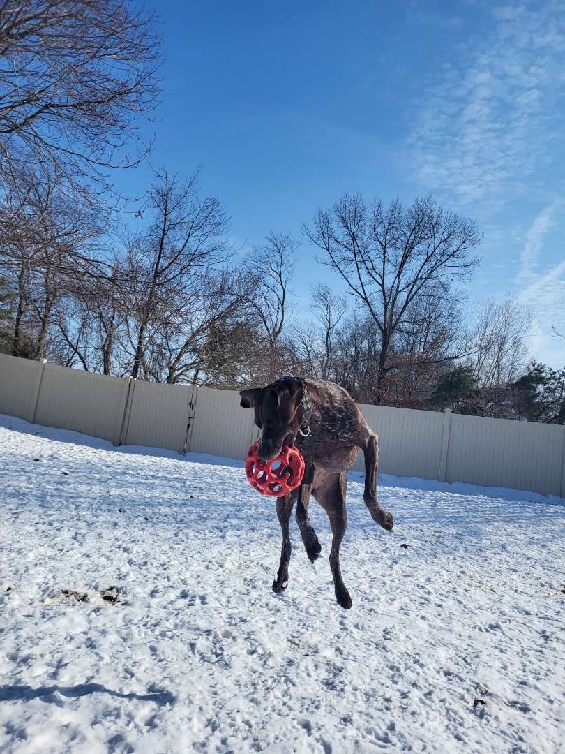 The pups were enjoying the warmer weather!☀️