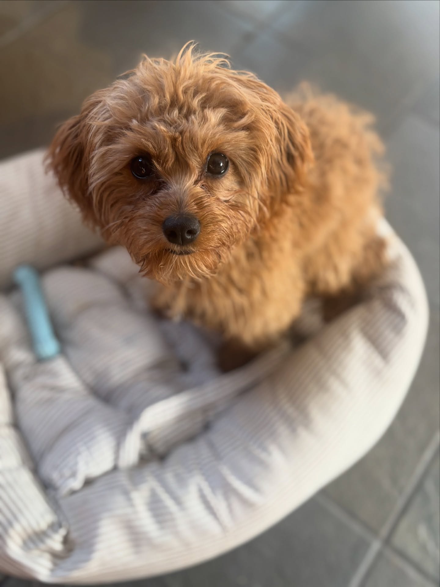 Sweet little Olive had her first private lesson 🐶
She’s a happy, energetic Cavapoo pup and we’re already getting started on building great habits through customized one-on-one training
#privatelessons #dogtraining #dogsofsavannah