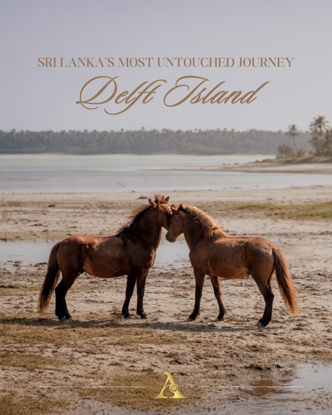 Sri Lanka’s most untouched island!
Here’s what you need to know before visiting the country’s most remote escape: Delft Island.
Life here is simple, sun-worn, and deeply human. The roads are coral, the pace is unhurried, and history lingers in the salt air.
Have you experienced this journey yet?
#acetravelsrilanka #acediaries #delftisland #tailormadetravel #traveltips