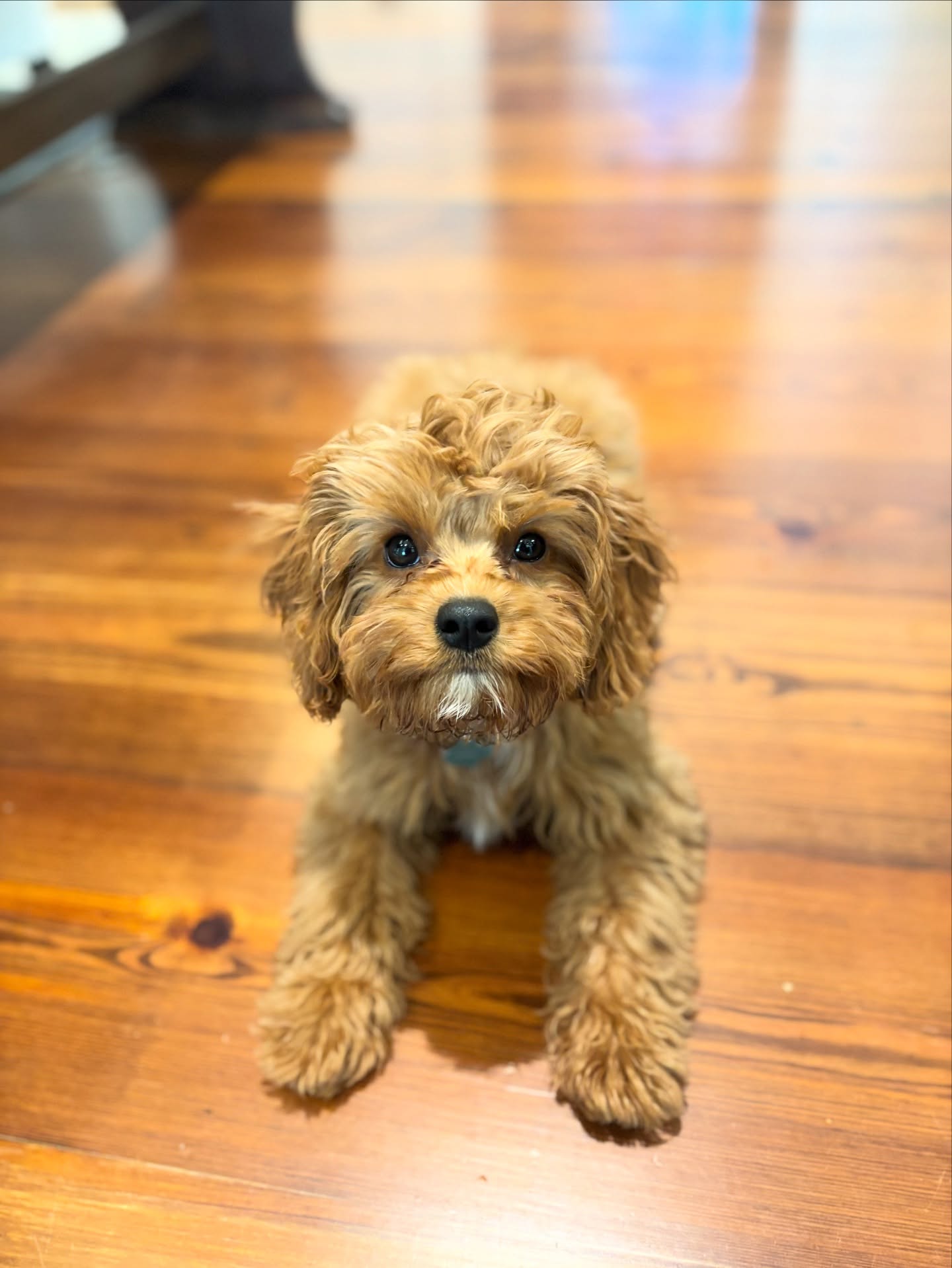 Wells showing off his down during his first private lesson 🐾
This sweet cavapoo puppy did such a great job learning the foundations and staying engaged from the start. We’re off to a great beginning and excited to keep building from here.
Welcome to Happy Hounds, Wells 💛
#dogsofsavannah #cavapoopuppy #savannah #puppytraining