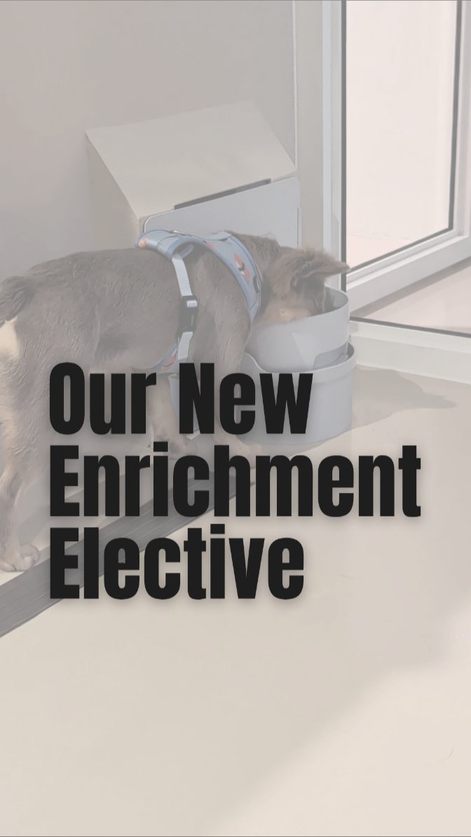 Our Friday curriculum is looking a little... damp. ๐
While the rest of the pack was snoozing, one pup decided to stay up to earn a little extra credit.
Introducing our latest elective at Wags: ๐๐ฑ๐๐ฎ๐ป๐ฐ๐ฒ๐ฑ ๐๐๐ฏ๐ฏ๐น๐ฒ ๐๐น๐ผ๐๐ถ๐ป๐ด ๐ญ๐ฌ๐ญ. ๐ซง
Some will call it "playing with water". We prefer to call it "independent study in hydro-enrichment". ๐ฆ It's safe to say Luna's the top of her class (and also the dampest).
Happy Furry Friday from the Wags crew.
Tag a dog owner whose pup has a PhD in water sports. ๐
#WagsSG #FurryFridays #DogEnrichment #PerpetualWell #WaterFountain