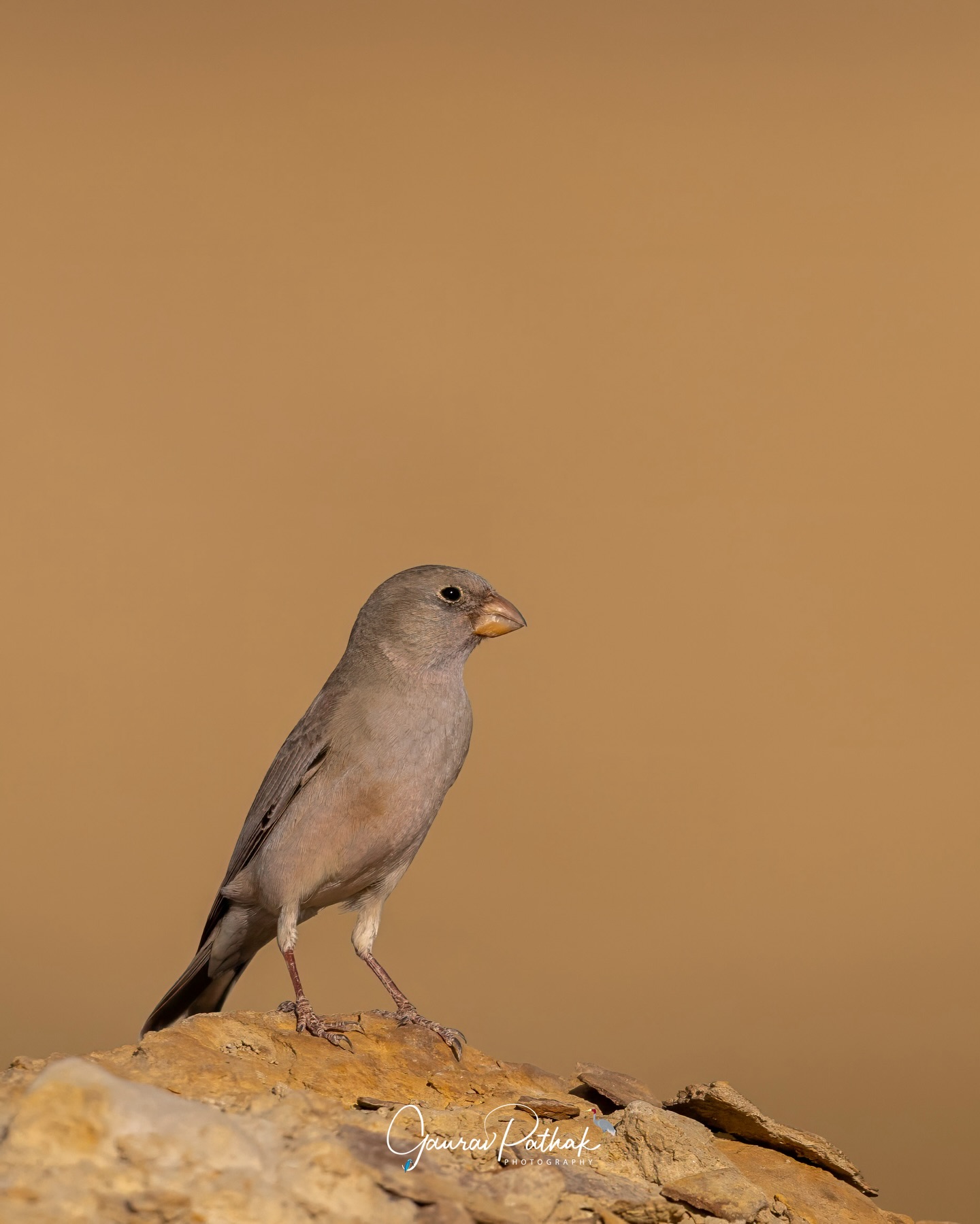 Trumpeter Finch (Bucanetes githagineus) – A true bird of the desert, perfectly at home among the warm tones of Jaisalmer. With its soft pink hues and sturdy build, it blends effortlessly into rocky, arid landscapes. Often found in small flocks, its nasal, trumpet-like calls carry across the open terrain, giving the bird its name. Subtle, hardy, and unmistakably desert-born.
.
Location - Desert National Park
Shot on Canon R5
Canon RF600mm F4 L IS USM
ISO 125
f/4
1/4000s
.
#DesertBirds
#JaisalmerWildlife
#AridLandSpecialist
#finchfocus
#canonasia