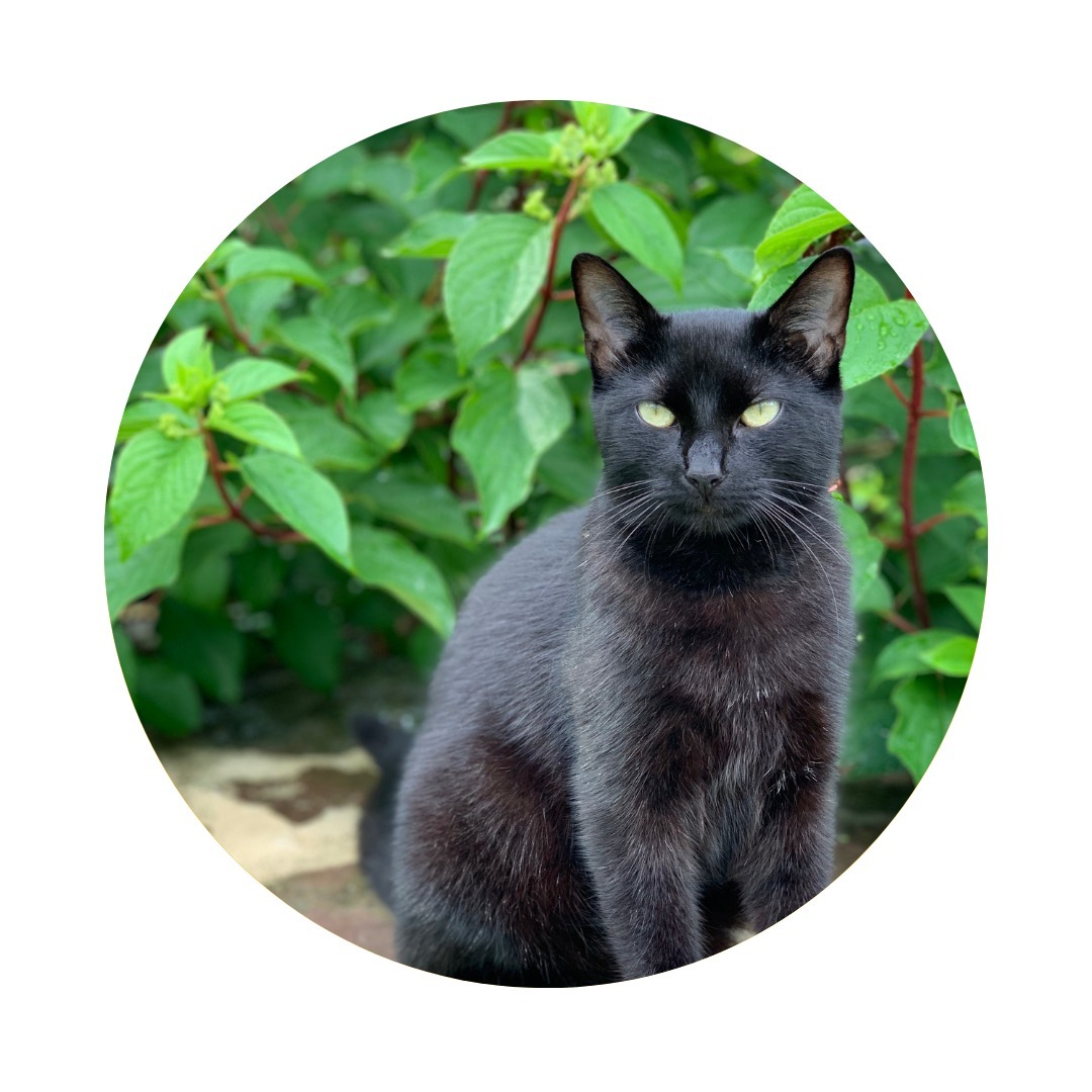 FULL MOON IN CAPRICORN
June 21, 2024 @ 9:07 PM EST
Capricorn rules our maturation, societal and parental conditioning, limitations, and the sense of “should and should nots” that affect and shape us.
These expectations, when not challenged, can lead us onto a path where we inevitably end up pushing ourselves too hard trying to be better, do more, be more, shouldering a burden that isn’t ours.
With the moon squaring Neptune on this Solstice, we have an opportunity here to realign our expectations of ourselves and ensure we are fulfilling our own dreams and our highest purpose.
What would it feel like to not worry ourselves about what others thought of the choices we make in pursuit of these dreams? Or if we were able to easily release old ways of being and imprinted patterns (or people, places, things, ideas) that maybe served us for a time, but are not supportive to our mission now?
It’s time to lighten the load so that we can reach new heights, particularly spiritually and energetically. There is a deeper peace waiting.
Good luck out there ❤️
Upward. Onward. 💫
Photo courtesy of Silo on @welcome_house_farm
#astrology #solstice #astroweather #evolutionaryastrology #psychic #fullmoon #fullmoonincapricorn #summersolstice #ritual