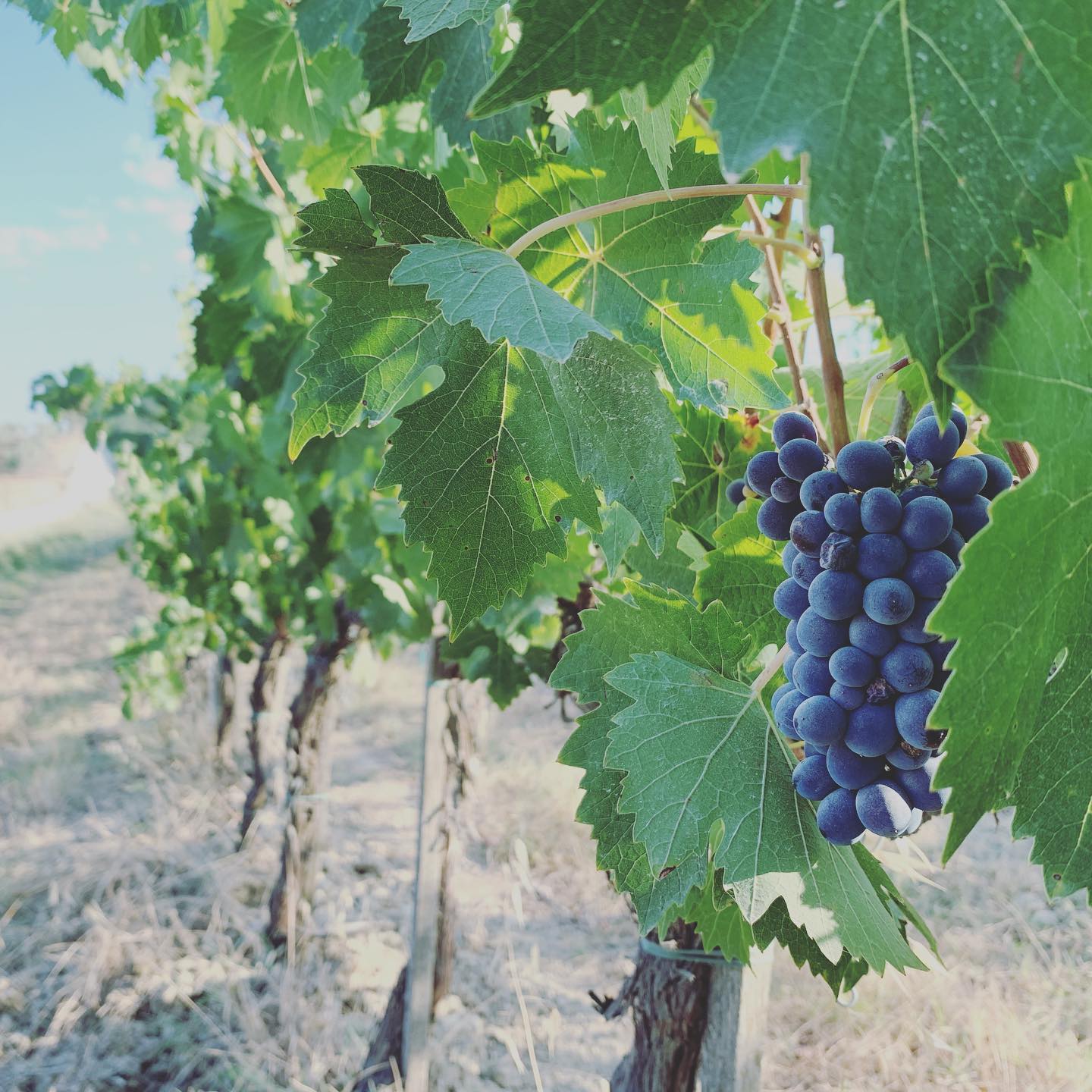 #vendemmia2020 in arrivo!