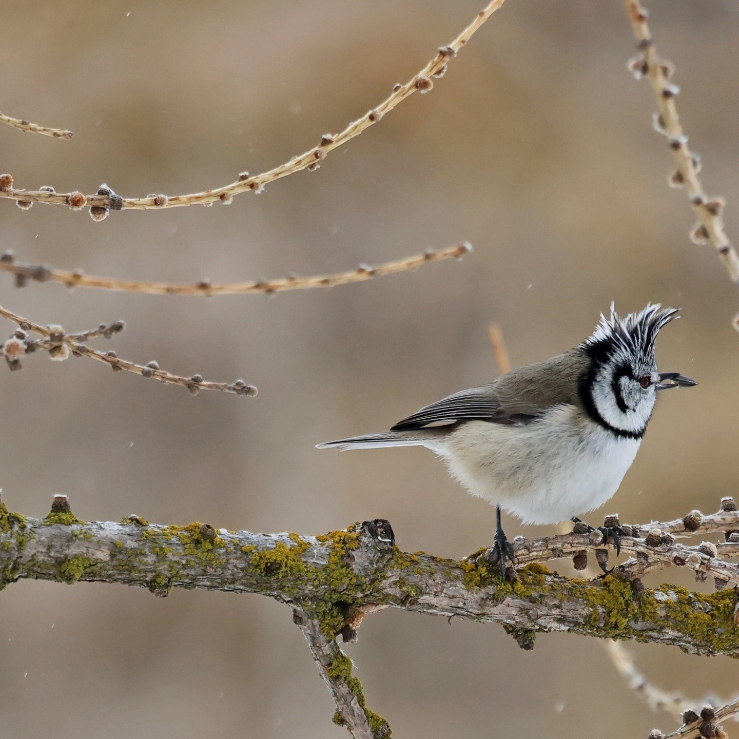 I have just put up a new blog on my website www.island-wildlife.com about trying to photograph wildlife in the Italian Alps.
#islandwildlife #kefaloniawildlife #kefaloniabirding #guidedwildlifewalks #crestedtit