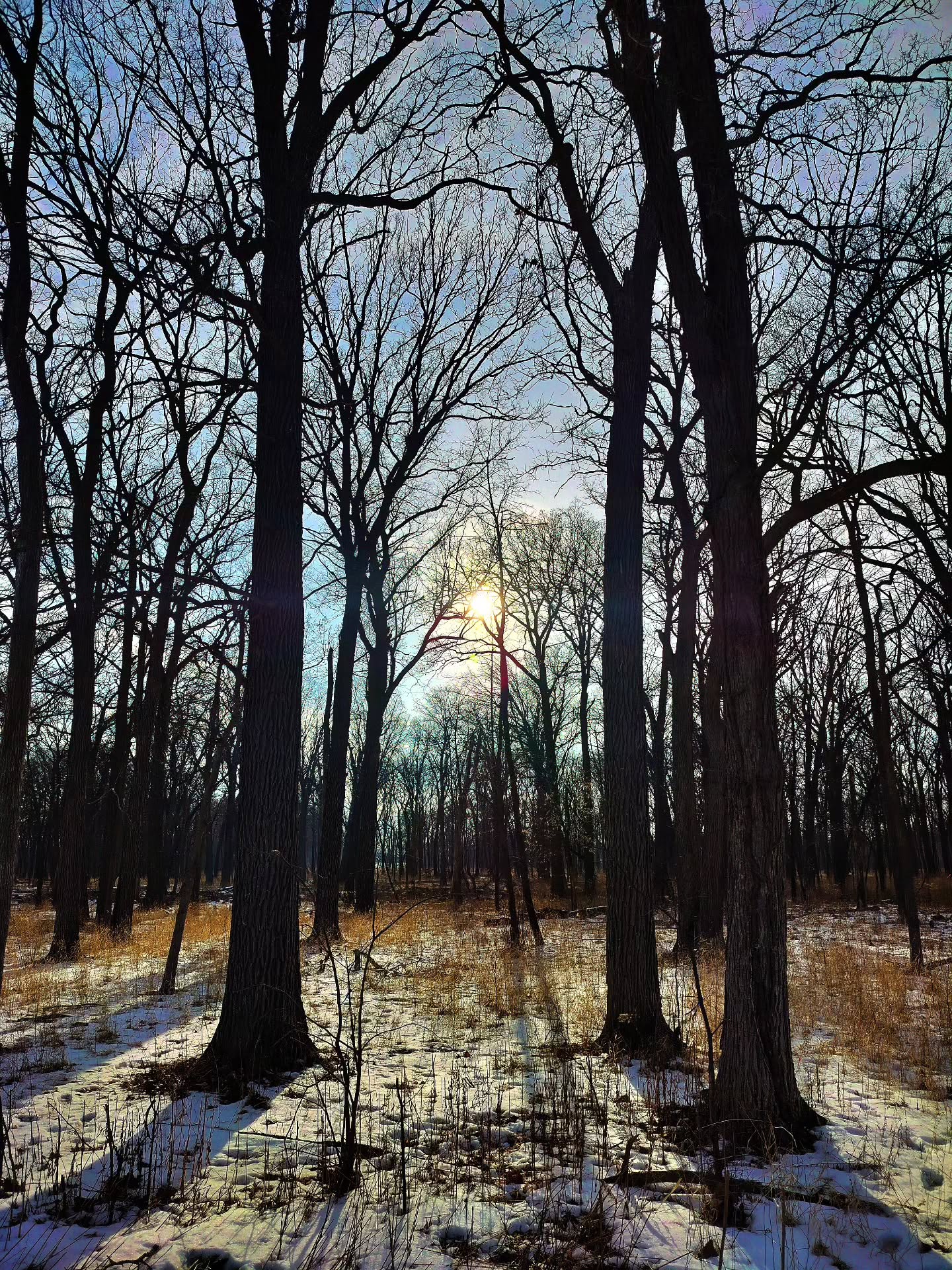 Disappeared into the thawing blissfully silent woods after work today. We'll see if I come back for more theatre of the absurd meetings. Not looking likely! Peace y'all.