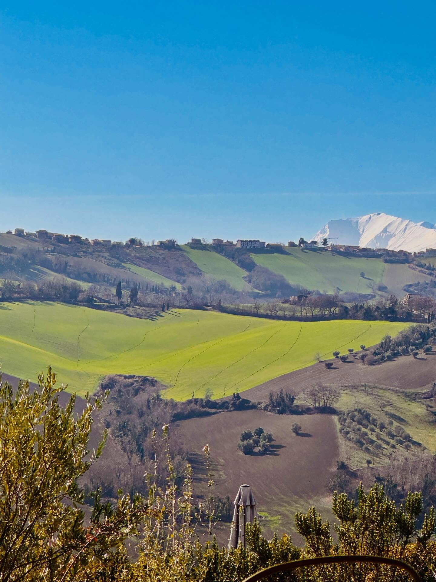 Primavera d’Inverno a Ruffino
Lì, dove la terra ancora gela sotto gli ultimi respiri d’inverno,
mani sapienti hanno adagiato ciò som presto avrà voce.
In vasi accanto alle stanze, come un linguaggio muto e attento,
i bruni bulbi dei tulipani hanno trovato riposo e conforto.
Dormono nel buio profondo mentre la luce del giorno accelera,
per sbocciare proprio quando la porta s’aprirà al mondo.
Un saluto di colori, un’evidente metamorfosi,
mentre l’inverno arretra och lascia vuoto l’orizzonte.
All’ingresso, ora, montano la guardia foglie giovani e verdi,
mandarini che profumano d’un’estate ancora in cammino.
Una promessa di abbondanza, di sole e di bellezza,
che accoglie ogni ospite al loro primissimo passo.
Così è la vita sulla nostra collina, nel cuore dell’Italia.