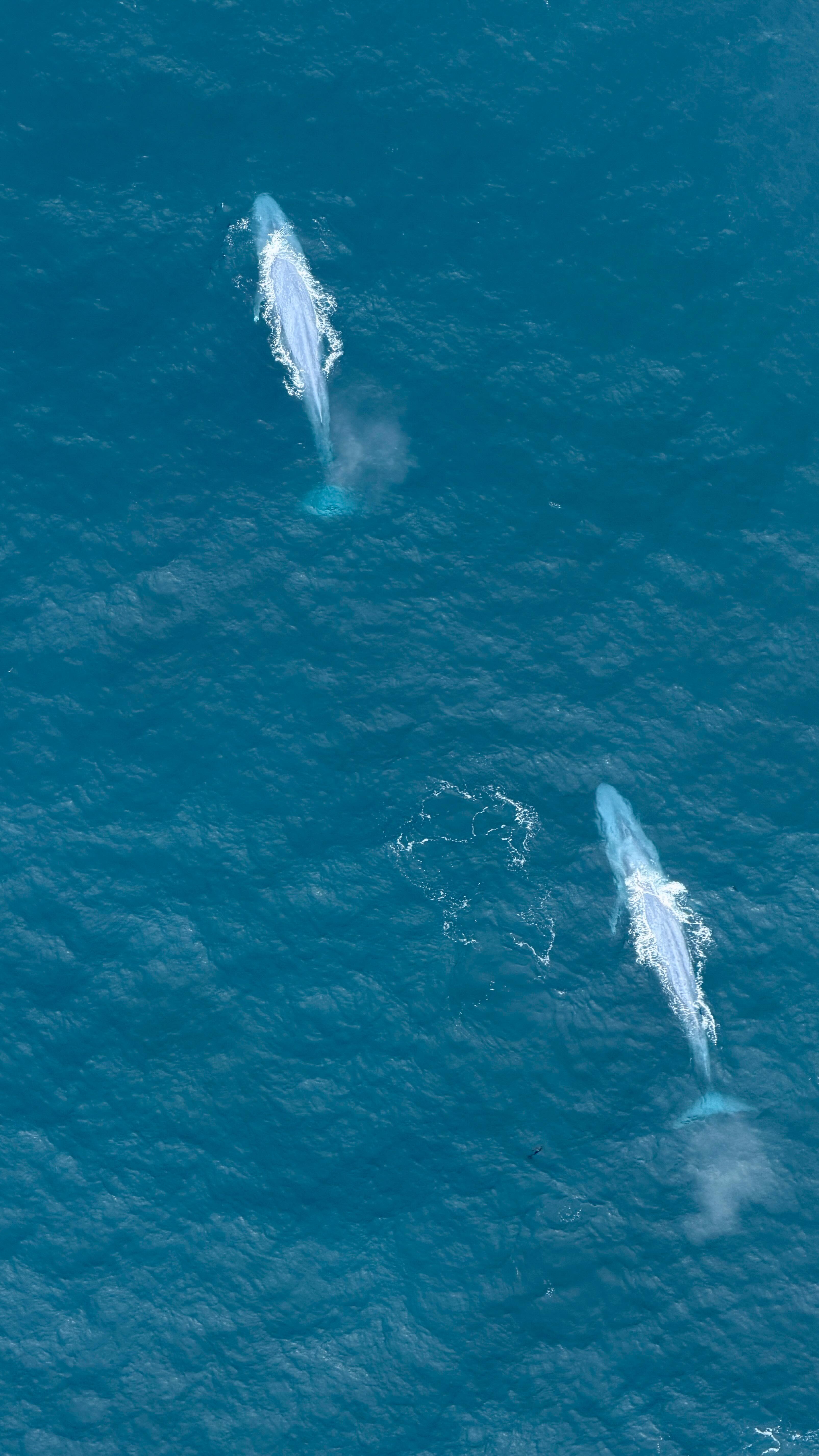 ✨ Todays magical encounter ✨
Two Blue Whales swimming together along the Kaikōura coast 🐋
Blue Whales are the largest animal to ever live, growing up to 30 meters long and weighing up to 180 tonnes! 🤯
