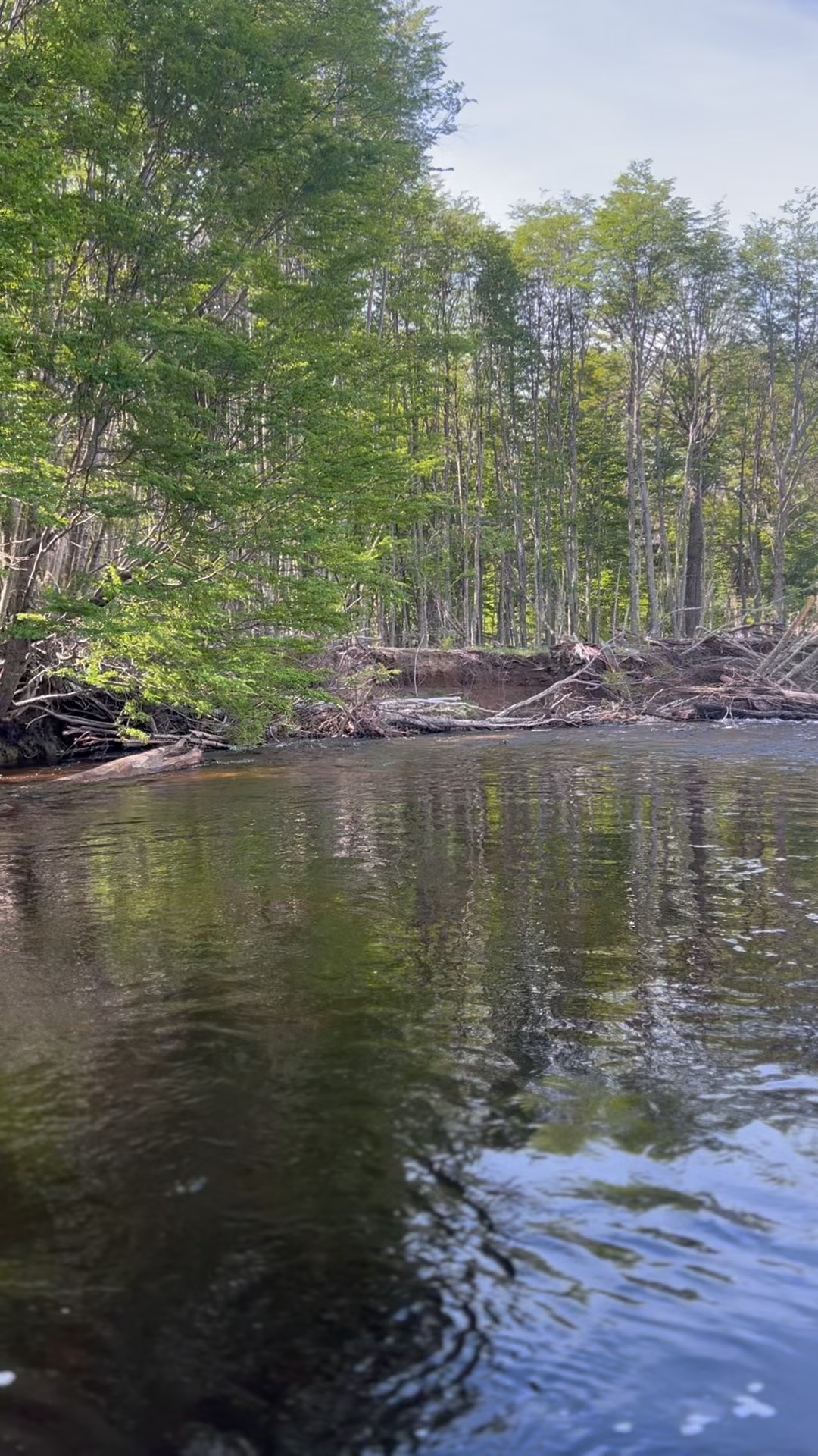 Un río no es solo agua que corre; es un sistema circulatorio que conecta la montaña con el mar. Cada curva del Rubens transporta nutrientes, historias y vida que sostiene a todo el ecosistema. Entender esta interconexión es el primer paso para proteger su integridad.
#RioRubens #Conservacion #Naturaleza #Ecosistemas #MedioAmbiente #ProtegeElAgua #VidaSilvestre
-------------------------------------------
A river is not just flowing water; it is a circulatory system connecting mountains to the sea. Every bend of the Rubens carries nutrients, stories, and life that sustains the entire ecosystem. Understanding this interconnection is the first step in protecting its integrity.
#RiverConservation #NatureLovers #Ecosystem #WildlifeProtection #RiverLife #Sustainability #Environment