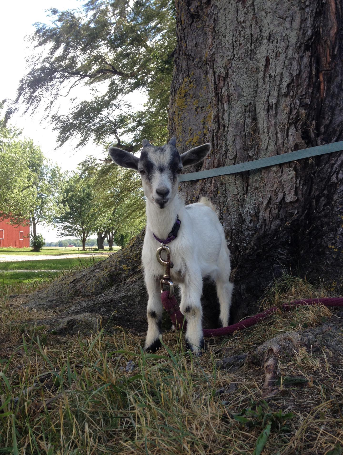 Ody. Otis. Odster. My Ody Oats and the card pulling master. Another goodbye that hurts like hell.
This guy gave me 10.5 years full of so much joy. We lived a lot of life together. Many laughs, multiple moves, trucks rides, relationship changes and lots of shenanigans. A one of a kind guy.
I’m gonna miss the shit outta this guy ❤️