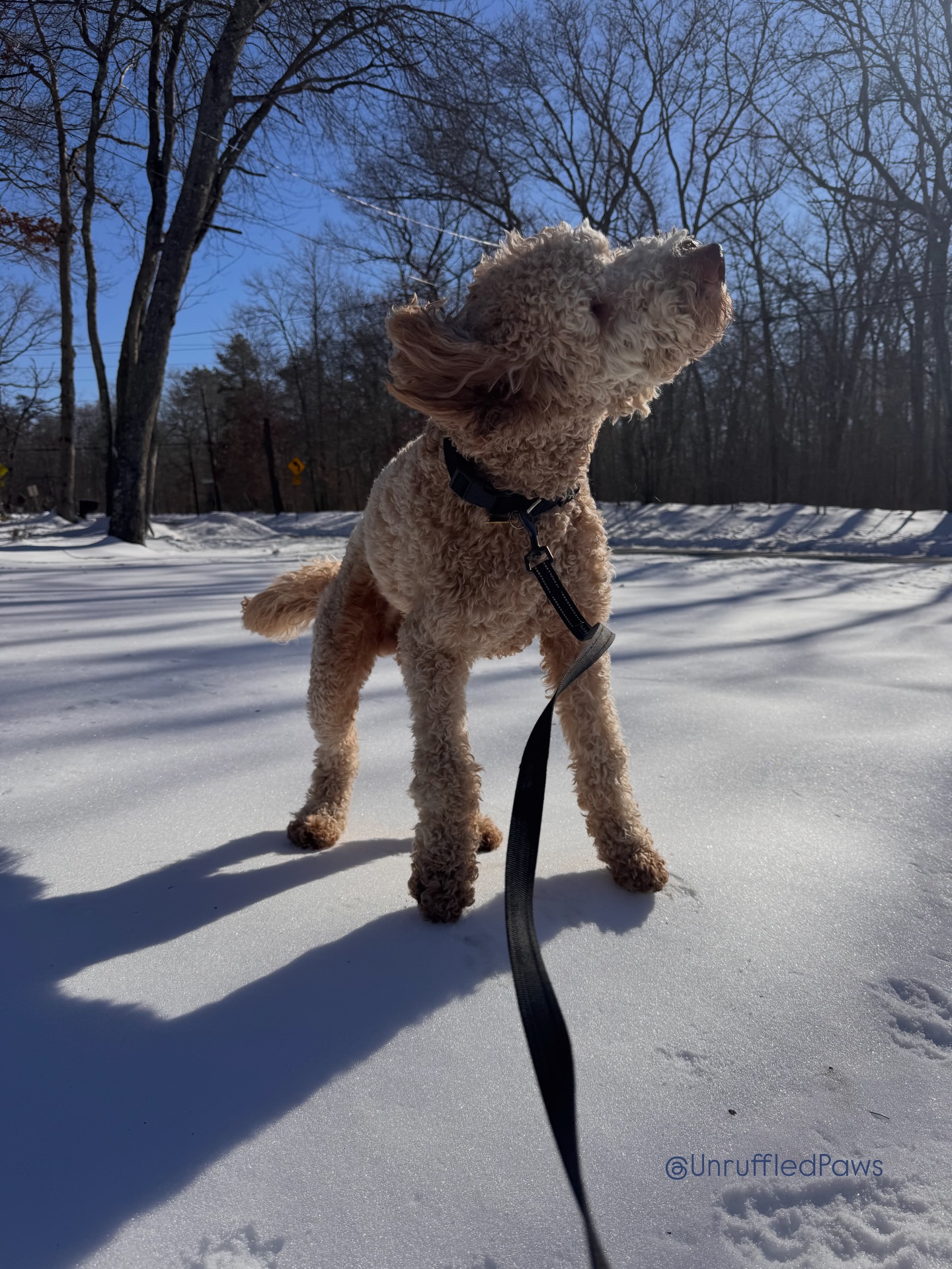 Hey, new friend 🥰🩵
#goldendoodle #boardandtrain #dogtraining #unruffledpaws #pdtmilo