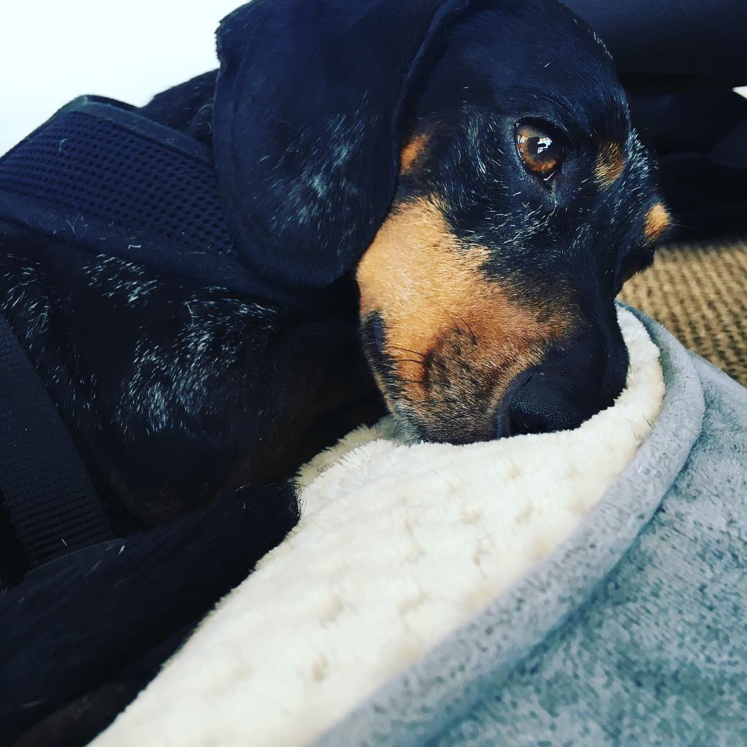 Being this adorable is such hard work! 🥰 Claus .
.
.
#dog #dogsofinstagram #dogsofbrisbane
#daschund #doglover #cute #chasingtailsbrisbane