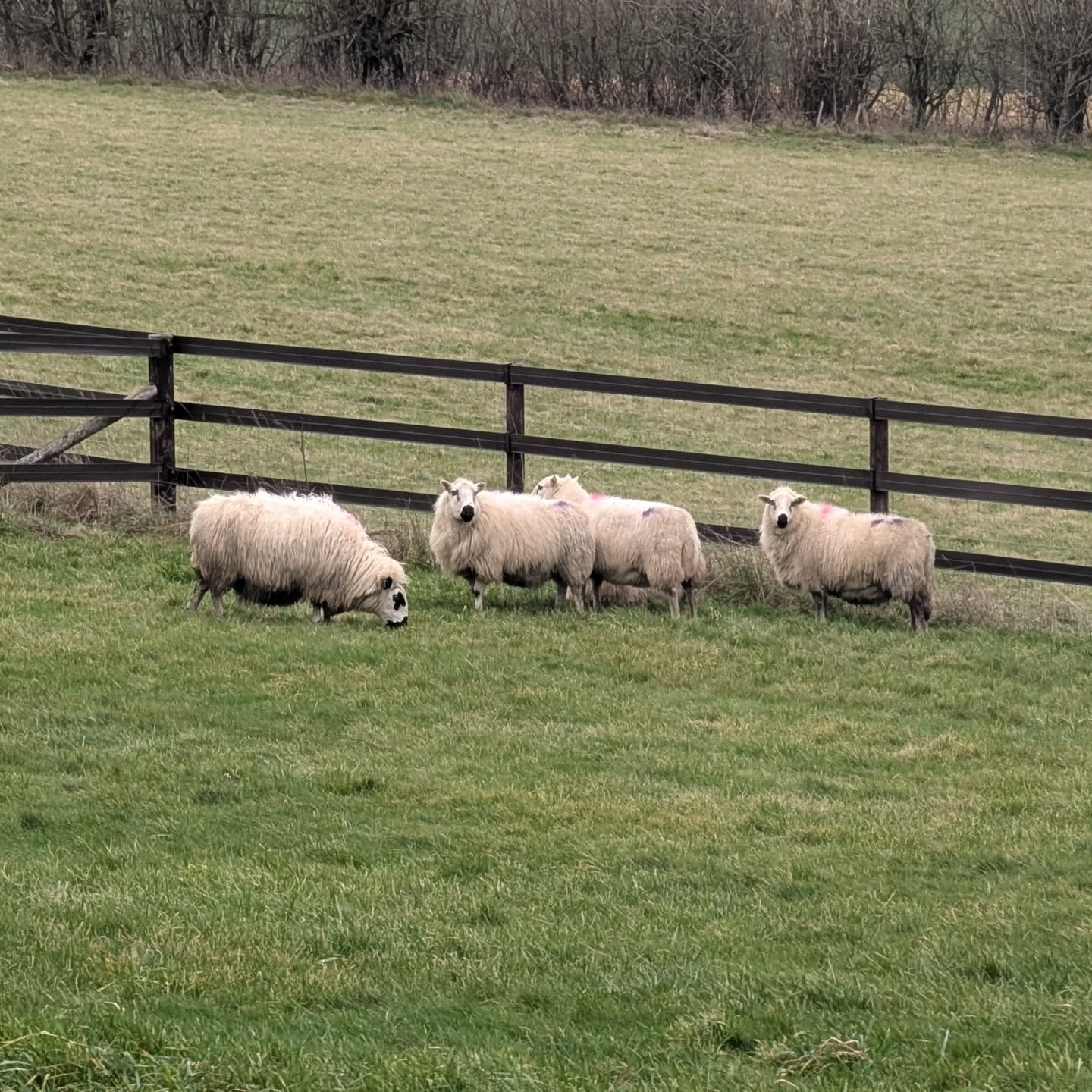 Special delivery! 🚚🏴➡️🏴
We’ve had a busy day on the road moving these 5 gorgeous in-lamb ewes from the rolling hills of Mid Wales down to their new home in West Berkshire.
These ladies are the founding members of a brand new flock on a local smallholding, and we couldn't be happier to have played a part in their big move. They handled the journey like absolute pros and are now tucked in and settling into their new pastures just in time for lambing season. 🐑✨
Wishing our customer the very best of luck with their new venture—we can’t wait to see the lambs this spring! 🍼
#LivestockTransport #SmallholdingLife #WestBerkshire #MidWales #SheepMove InLamb NewFlock FarmLogistics SupportingLocal LambingSeason