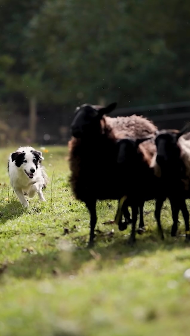 So grateful to @dernat for sharing her talent and making these amazing videos; showing all the fun the pups and I get to have together!