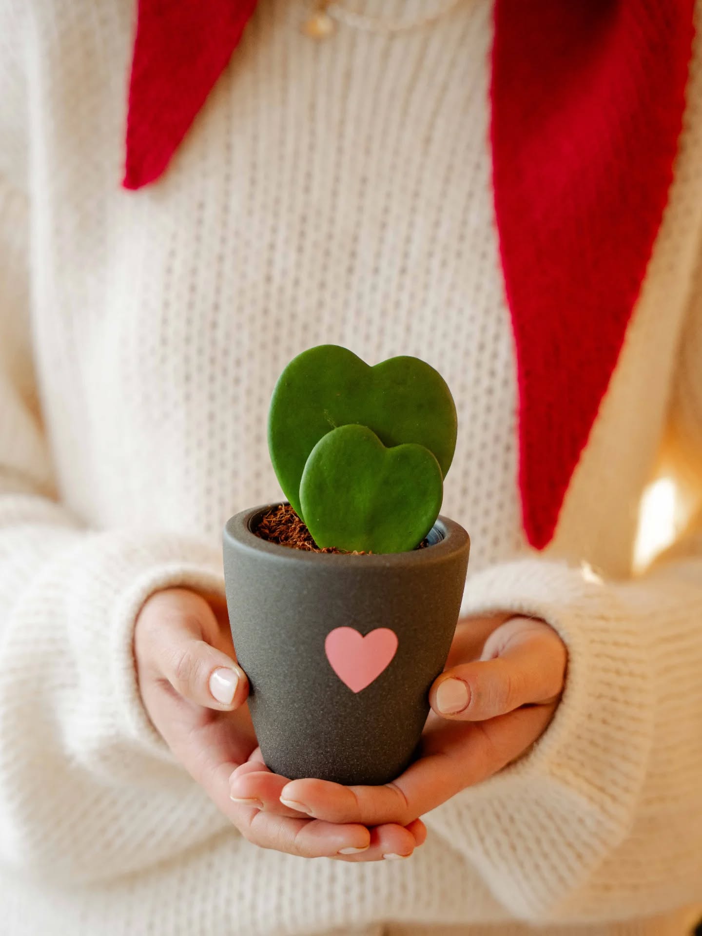 dinInimă — o colecție de februarie, pentru gesturi tandre.
Un braț de flori sau un buchet, un aranjament sau o plantă cu frunze-inimă ❤️🌿
Ne poți scrie şi în DM dacă vrei să păstrăm ceva pentru tine. 💌
#dininima