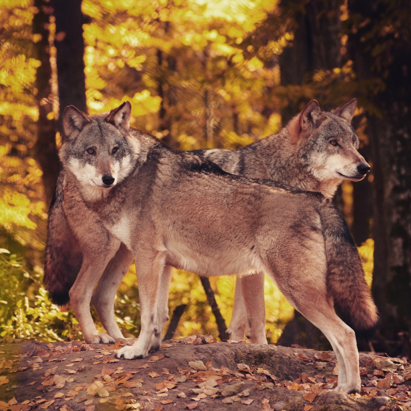 On connaît tous la légende : nous avons deux loups en nous. L’un est fait de peur et d’ego, l’autre de paix et de clarté. Lequel gagne ? Celui que l’on nourrit.
Pendant des années, j’ai nourri le mauvais. Par peur, par besoin de contrôle, par automatisme.
En tant qu’entrepreneur, on pense nourrir son ambition, mais on nourrit souvent :
➲ L’urgence qui masque le vide.
➲ La comparaison qui tue l'audace.
➲ La pression de « ne pas en faire assez ».
On s'épuise à nourrir un loup qui finit par nous dévorer. On sacrifie sa santé sur l'autel de la croissance, en s'imposant des rythmes qu'on n'accepterait d'aucun patron.
Le passage au Slowpreneuriat, c’est décider de changer de gamelle. C’est choisir de créer à son rythme, sans s'oublier. C’est moins bruyant, mais c’est tellement plus solide.
Ce n’est pas toujours un choix conscient, on est parfois juste en mode survie. Mais s'arrêter pour observer quel loup est à votre table, c’est déjà le début du changement.
Alors, si vous preniez de la hauteur aujourd'hui : Lequel nourrissez-vous le plus : celui qui court ou celui qui respre ? 🌑🌿
Dites-moi en commentaire. 👇
#premierpas #jefaismonpremierpas #slowpreneur #lorouxbottereau #comptedes2loups #vignoblenantais #saintjuliendeconcelles #entreprendresanssepuiser