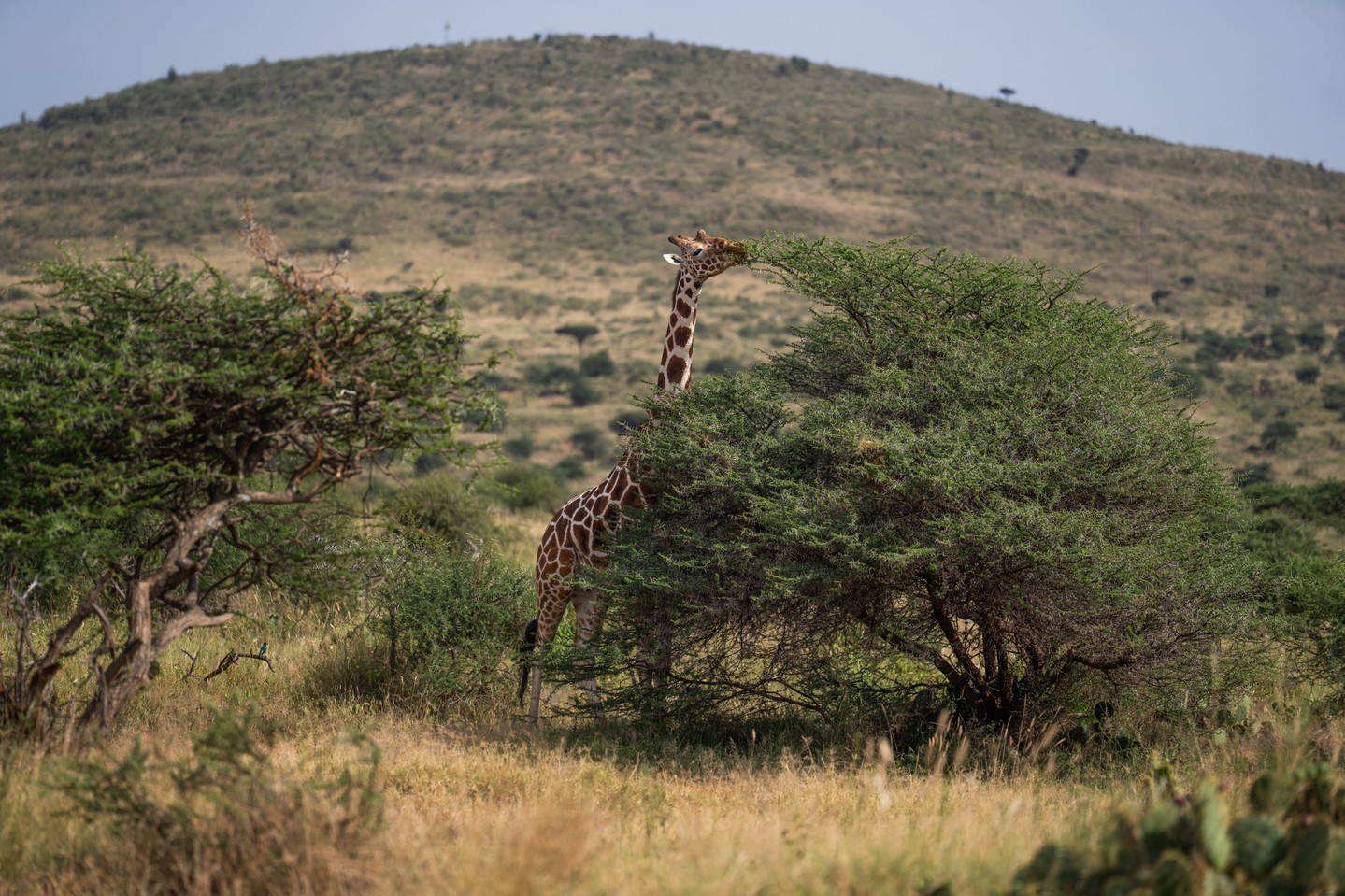 🦒 Did you know?
Reticulated giraffes are far rarer than they appear.
This iconic species is endangered and has a limited range, found mainly in northern Kenya, southern Ethiopia, and parts of Somalia. Because they can grow up to 6 metres (around 20 feet) tall, they’re hard to miss — and spotting the few that remain can make it seem like they’re more common than they really are.
Habitat loss, fragmentation, and pressure on rangelands continue to threaten their future.
At Loisaba Conservancy, protecting large, connected landscapes — supported by SDZWA's long-term monitoring and research — is essential to ensuring giraffes have the space they need to survive.
Photo © Jamie Lucas
#LandConnectedLifeProtected #GiraffeConservation #EndangeredSpecies #WildlifeProtection #LoisabaConservancy #Biodiversity #HabitatPreservation #KenyaWildlife
