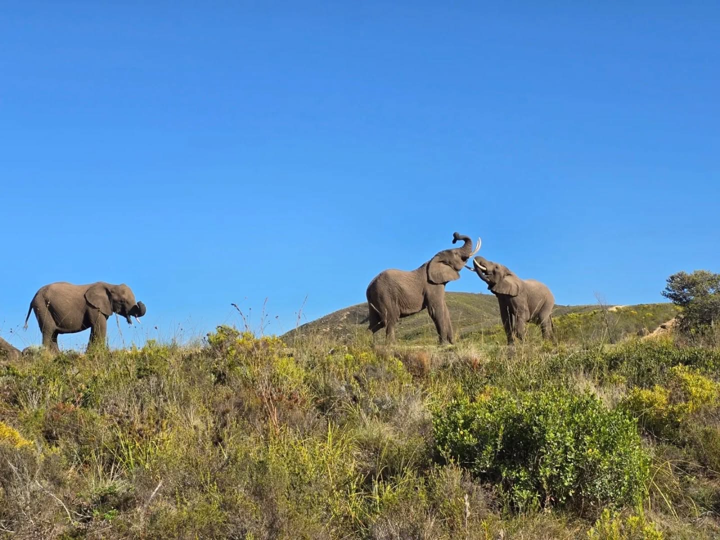Bijna alle accommodaties uit ons aanbod zijn door ons uitgetest. De feedback van klanten na afloop van hun reis is echter nog waardevoller dan die van onszelf. Zij bekijken het namelijk door dezelfde bril als toekomstige Zuid-Afrika reizigers.
Een stukje van hun feedback n.a.v. het verblijf bij @botlierskopgamereserve
"Botlierskop: Geweldige plek! Overdaad aan eten, mooie landschappen! Hospitality was heel goed. Mooie ruime kamer, heerlijke airco en schoon.
Het fijne is dat het een privé park is dus je ziet makkelijk alle dieren. Sommige dieren hebben een halsband om, geeft een klein beetje een gevoel van dierentuin, maar konden we snel loslaten. Zeker omdat de rangers nadat ze in de ochtend coördinaten van de dieren hebben gekregen, ze zelf de dag door moeten blijven zoeken en communiceren met elkaar. Daarnaar leverde het hele mooie ochtend-middag breaks op."