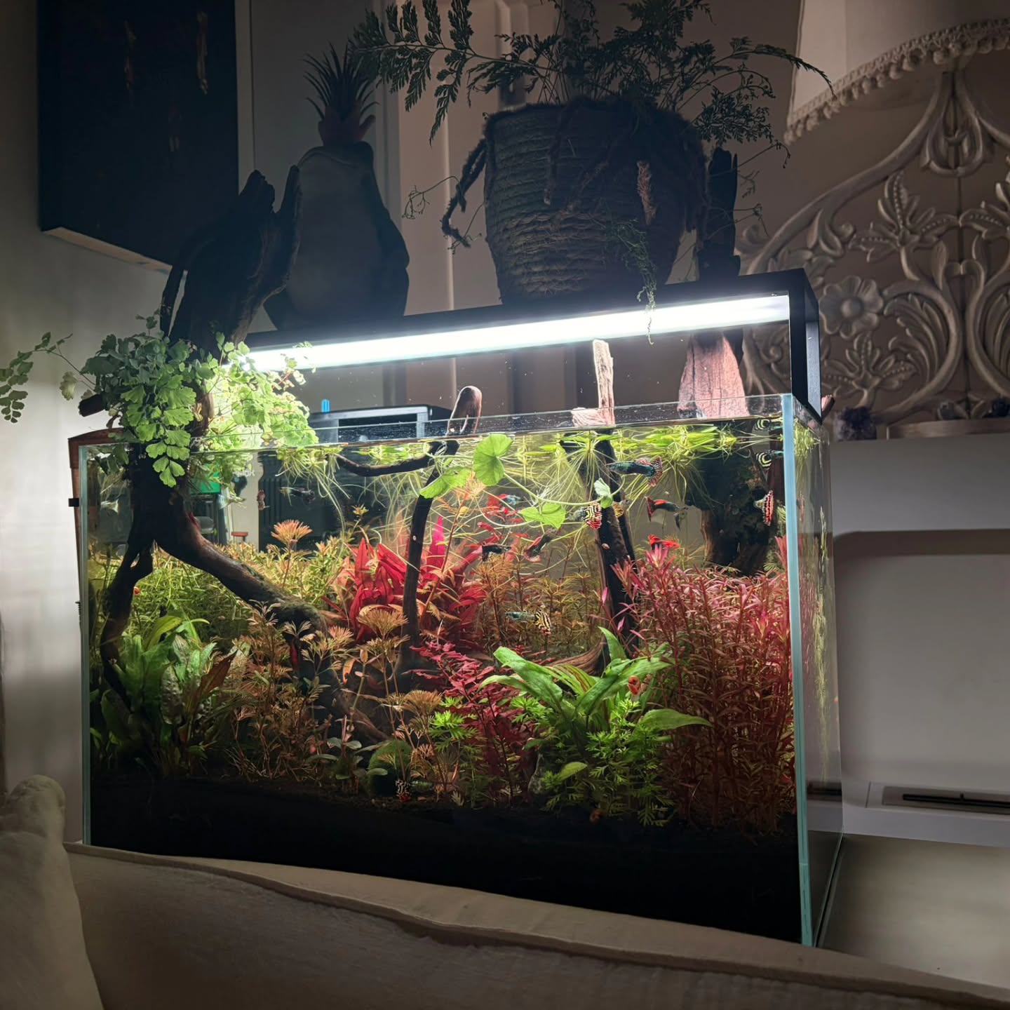 Un piccolo mondo acquatico che incuriosisce e invita al dialogo 🌿
Questo è l’acquario di Flavio e Cristina: 60 litri lordi, gestione con protocollo Unica, tanta natura e pochissimi compromessi.
Ogni pianta, ogni ramo e ogni riflesso raccontano una scelta precisa… ma dietro c’è molto di più 👀
Che piante sono?
Come si mantiene l’equilibrio in soli 60 litri?
Che illuminazione usiamo?
Il protocollo Unica è adatto a tutti?
Se qualcosa vi ha colpito, fatevi avanti: le domande sono più che benvenute 💬
@flavio_marcellini
#Acquascaping
#UnicaProtocollo
#AcquarioNaturale
#AquariumLovers