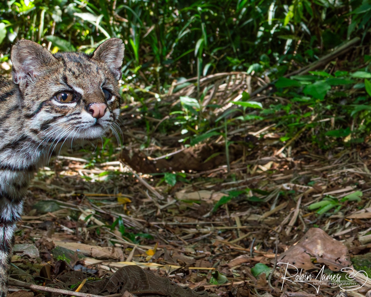 A rare glimpse of the southern tiger cat (Leopardus guttulus), captured on a DSLR camera trap in Brazil’s Atlantic Forest. One of South America’s least-known wild cats, this species is small, highly elusive, and increasingly threatened by habitat loss and fragmentation. Once grouped with oncillas, L. guttulus is now recognised as its own species, endemic to southern and southeastern Brazil.
This individual was documented by @robinjamesnaturephoto, one of our valued camera trappers, whose fieldwork is helping build critical knowledge on a species we still know remarkably little about.
Follow us to learn more about the hidden wild cats of the Atlantic Forest—and the people working to protect them.
#wildcat #smallwildcat #brazil