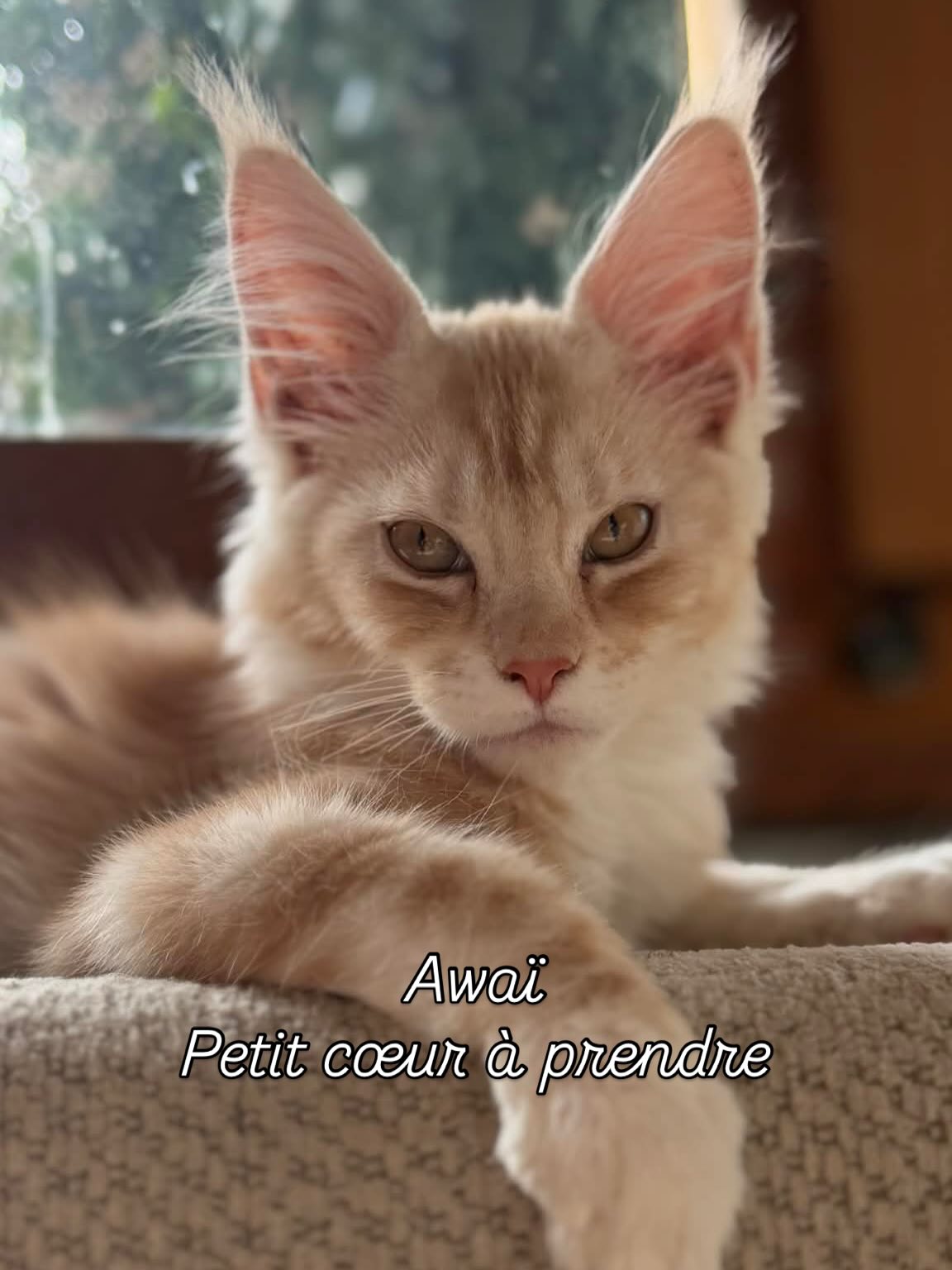 Petite femelle ✅✅✅ à la réservatℹ️on
#mainecoon #kitten #catlovers #chaton #lovecats