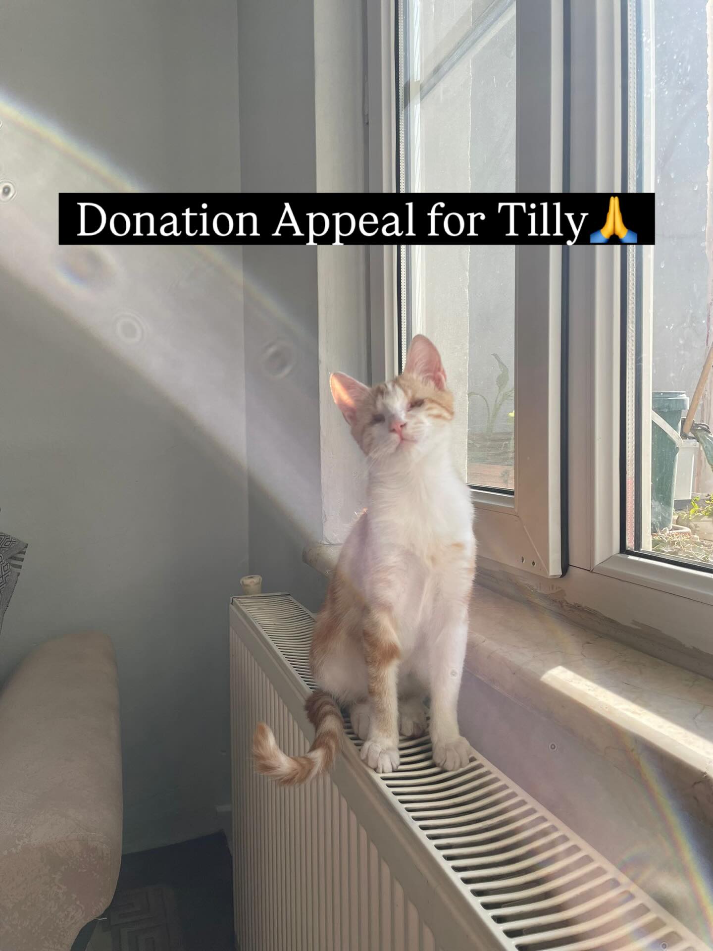 DONATION APPEAL FOR TILLY 🙏
We found on the streets as a tiny kitten with severe eye infection. By the time we reached her, it was sadly too late to save her sight. She was incredibly skinny, malnourished, and it’s hard to understand how she even survived unable to see.
We took Tilly into our care, helped her regain strength, and recently she underwent surgery to safely close her eye sockets to prevent further infection.
We’re now asking for your help to cover £150 towards Tilly’s veterinary bills, including her surgery and ongoing care.
Please consider donating via the PayPal link in our bio to help us give Tilly the care she deserves. Every contribution, no matter the size, makes a real difference.
.
.
.
.
#helpstreetcatsdogs #blindkitten #donationappeal #catrescue #donate