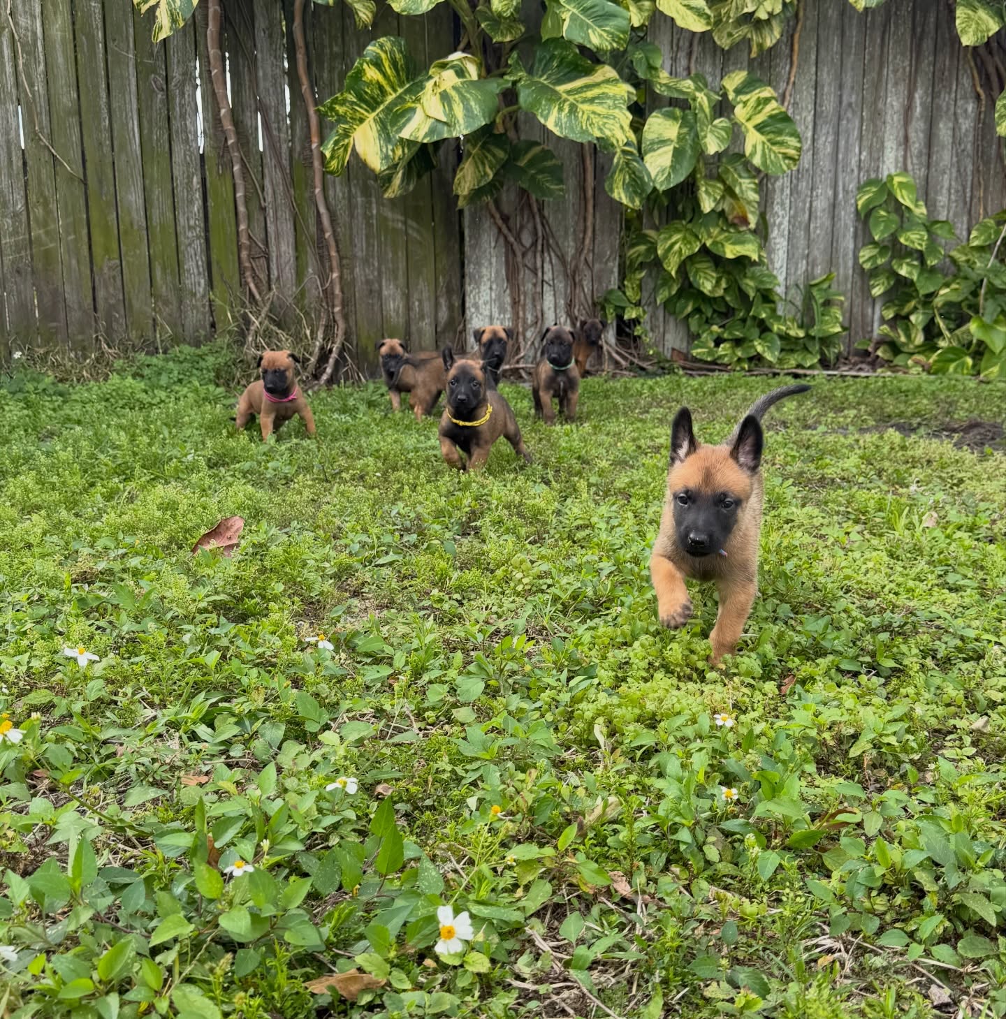It was a cold one this week in FL so a slight delay on the 4 week old photos
These guys are so fully of personality with also being super sweet. It’s so interesting to see the difference between the GSD puppies and the Mals
Still accepting inquiries!
•
•
#belgianmalinois #malinois #sportdog #workingdog #akc