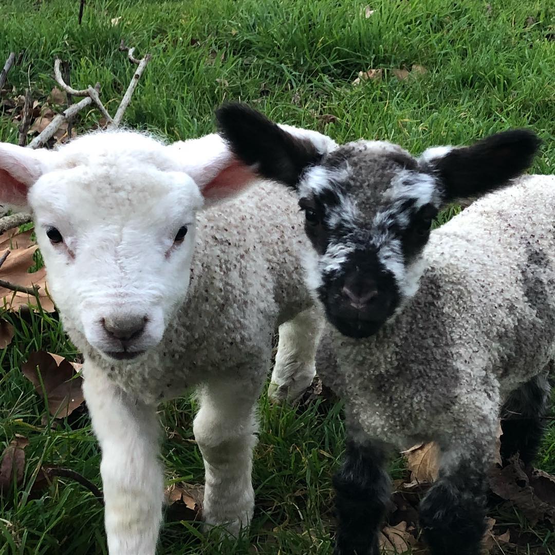 🍃Spring Time in NZ 🌸