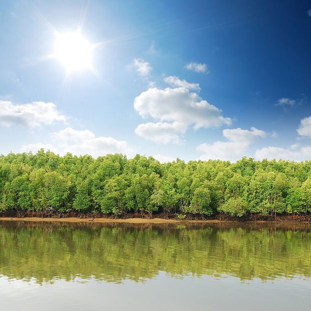 “Research shows that coastal mangroves outperform most other forests in their capacity to store carbon. An examination of 25 mangrove forests across the Indo-Pacific region found that per hectare, they held up to four times more carbon than other tropical rainforests.” “The sturdy root systems of mangrove trees help form a natural barrier against violent storm surges and floods. River and land sediment is trapped by the roots, which protects coastline areas and slows erosion. This filtering process also prevents harmful sediment reaching coral reefs and seagrass meadows.” www.weforum.org
Subscribe to @_trees_are_awesome for more inspiring nature content and to connect with easy ways to plant trees around the world.
One of the easiest ways to increase our future forests is to help plant trees by switching your web browser to @Ecosia to plant trees for free while you search the web. Ecosia.org is the ‘search engine that plants trees’ by donating 80% of their advertising revenue to effective tree planting projects around the world with a focus on biodiversity hotspots.
#trilliontreescampaign #trilliontrees #reforestation #generationrestoration #climatechangesolutions #climatesolutions #climatesolution #climatechangeawareness #globalcooling #climate #climate action #learnaboutnature #natureeducation #naturelearning #nature_brilliance #mothernaturerocks #wow_planet #nature_good #savetheplanet #saveearth #givebacktonature #forestrestoration #reforestationproject #mangrove #mangroveforest #coastalforests #coastalhabitat #carbonsequestration #treeplanting #plantmoretrees