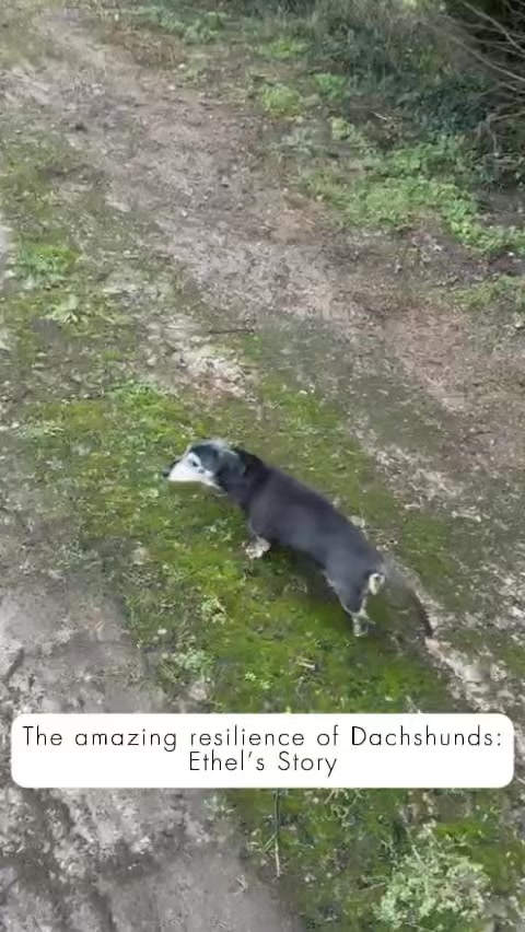 A lovely case that shows the resilience of these amazing little dogs!
Ethel is a 15 year old Dachshund with a history of IVDD.
Ethel’s family booked physiotherapy after she began to struggle holding herself up and walking more than a few paces.
This week, following just a few weeks of a consistent physiotherapy plan, I received this amazing footage of Ethel up and about with her dog pals!
It is SO lovely to see physio show real progress and how happy Ethel is in her older years!
Our mission is to provide pets with more time doing what they love, and Ethel is certainly taking this on board! 🐾
If you think we can help your pet become more comfortable and mobile, contact us now to book in your pet’s first session!