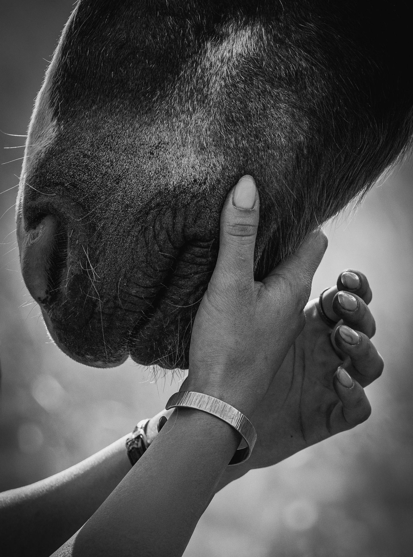 Un lien.
Rien de plus.
✨
#fineartphotography #noiretblanc #connexion #cheval #gesture #silence #animalphotography #gallerymood #minimalism