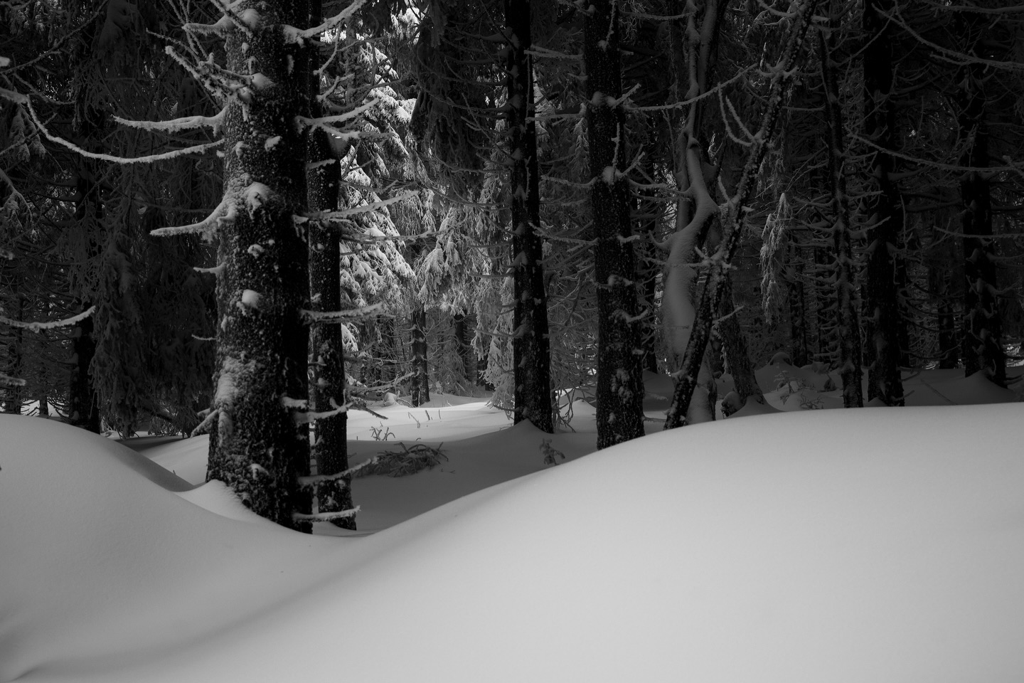 Order & chaos in the woods.
Being out there in these conditions feels like a rare privilege. A soft blanket of snow absorbs every sound, turning the forest into a place of near silence — calm, yet slightly unsettling. Every now and then, the stillness is broken by the muted thud of snow falling from the branches.
What draws me in here is the contrast: the deep, almost impenetrable darkness of the trees against the fragile brightness of snow and fog. A balance between structure and randomness, control and surrender.