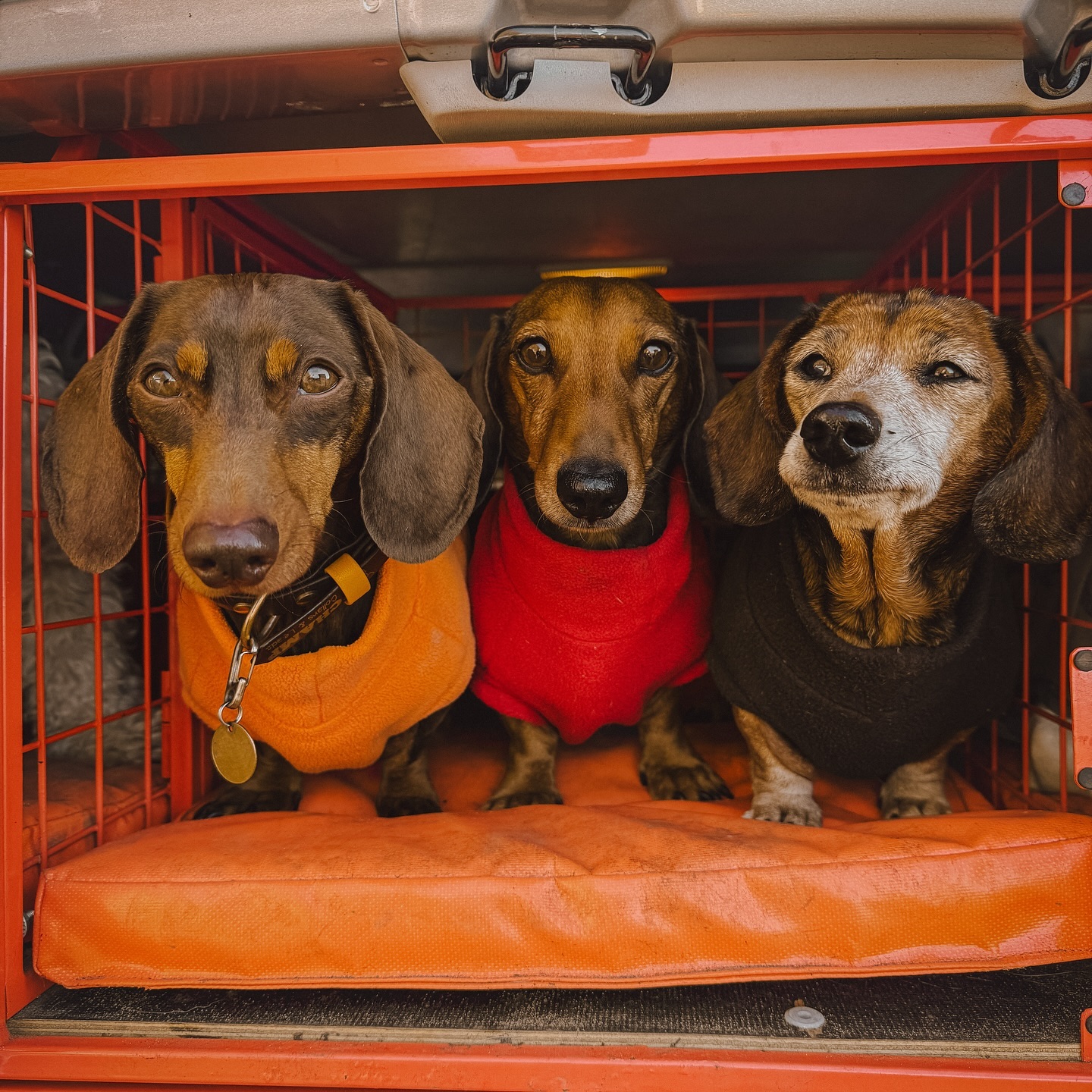 all the sausages in their equafleeces ready to conquer the cold weather 🤩.
.
.
.
.
#dog_features #dogsofinstaworld #dogs_of_instagram #dogoftheday #dogsofinstagram #dogstagram #doglover #dog #dogs #doggy #doggo #doge #doggies #doggie #cute #dogwalker #dogwalking #norwichdogwalker #dogwalkernorwich #norwich #norfolk #dogpark #equafleece #dashchund
