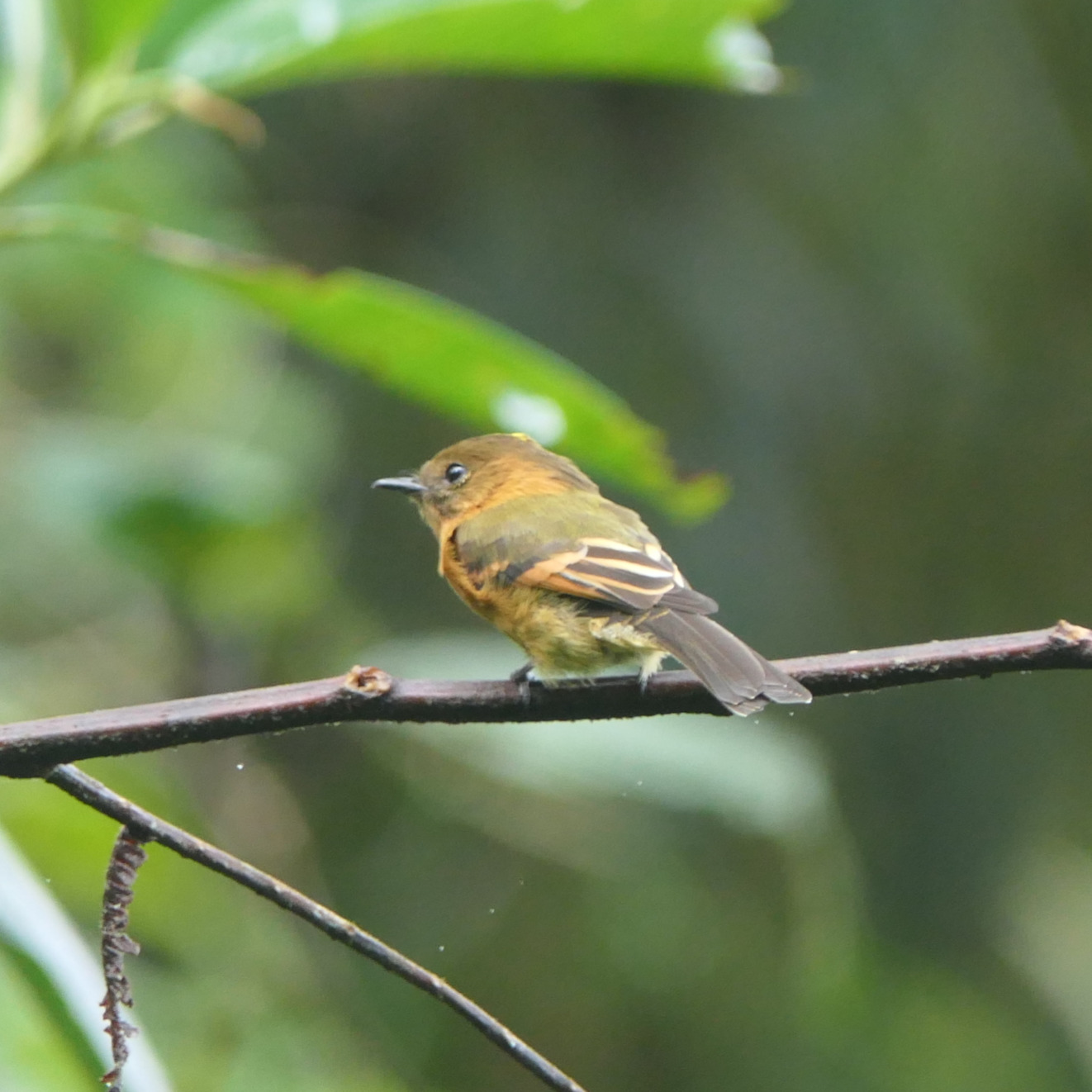 The Cinnamon Flycatcher (Pyrrhomyias cinnamomeus) is a commonly observed species in the Santa Lucía Cloud Forest Reserve. It can be seen in open areas such as the pastures around the lodge, as well as in the primary forests of the upper part of the reserve. Although it can sometimes be difficult to spot, it is fortunately quite vocal and is often first detected by its calls before being seen.