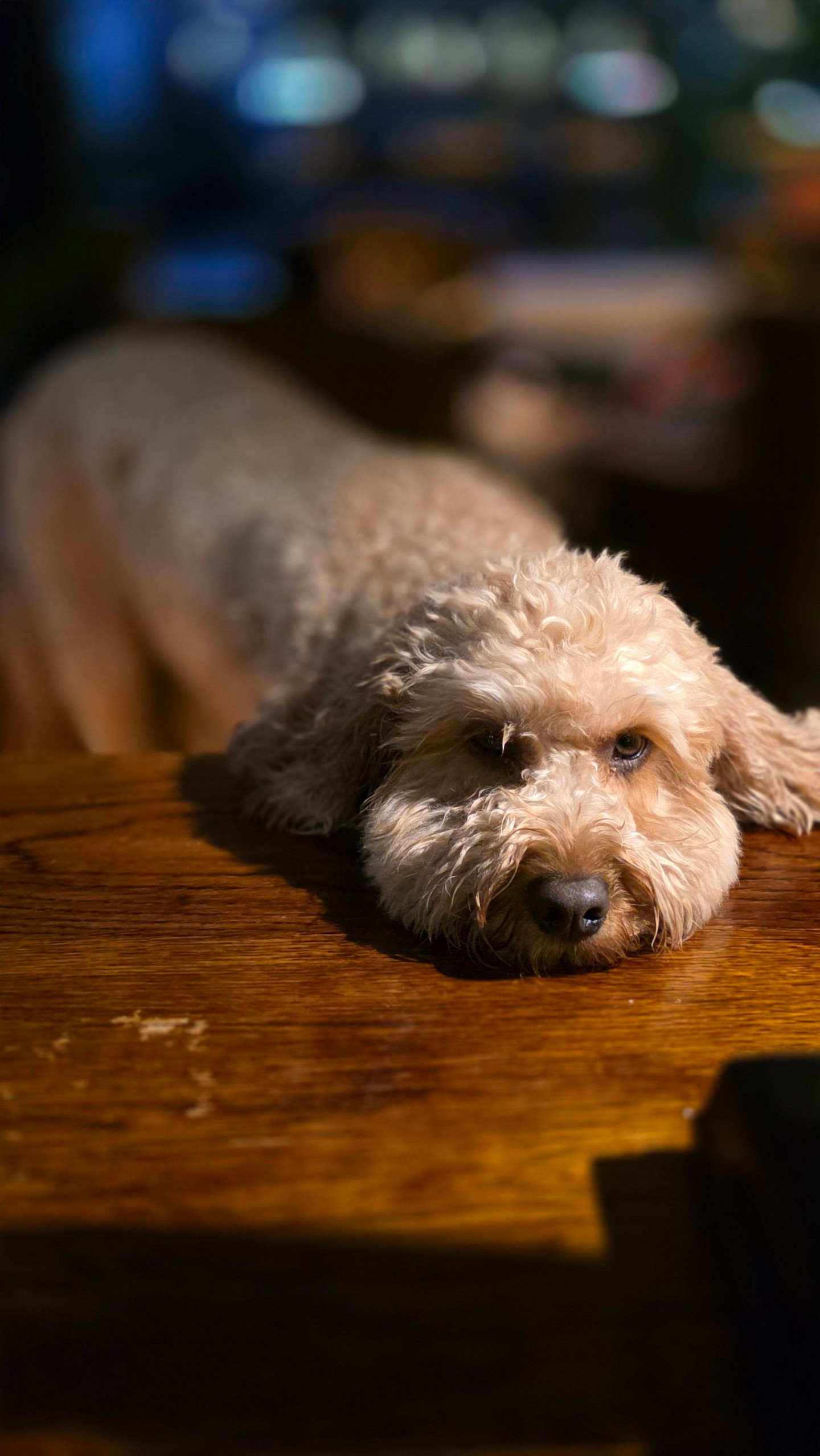 Furry friends always welcome!
#pubdog #dogfriendly #dogsofcornwall #rock #polzeath
