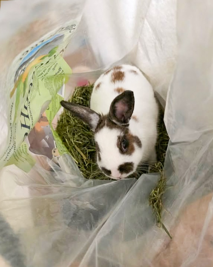 Qualitätscheck: BESTANDEN ✔️🐰🌿
Wenn das Heu so gut riecht, dass man nicht mal warten kann, bis es ordentlich in der Raufe liegt … 🫠
dann heißt es: Zack. Rein in den Sack. Selbstbedienung regelt. 😅🌿👌
„Freunde, ihr seid zu langsam!“ – lautet die offizielle Anklageschrift der Kaninchen-Gewerkschaft.
Tatbestand: Heu nicht rechtzeitig serviert.
Strafmaß: Vorwurfsvolle Blicke. Dauerhaft. 😌🐰
Hand hoch 🙋♀️🙋♂️: Können es eure Lieblinge auch nie erwarten, bis das Heu serviert ist?