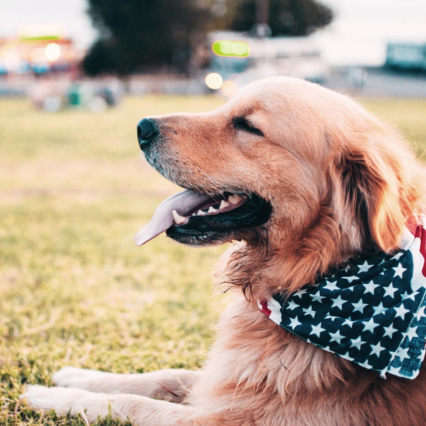 Happy #4th! 🇺🇸 🐾
⠀⠀⠀⠀⠀⠀⠀⠀⠀
PSA to remember to keep your pets secured inside with the blinds closed and music or tv playing to drown out some of the booming fireworks tonight. Many dogs’ instincts around loud, scary noises are to start running, and more dogs run away in July than any other month.
⠀⠀⠀⠀⠀⠀⠀⠀⠀
Another preemptive way to soothe your pup is to help them burn off nervous energy earlier in the day with a long hike or trip to the dog park 🐕 🌳 #fireworksarescary #hugyourpet