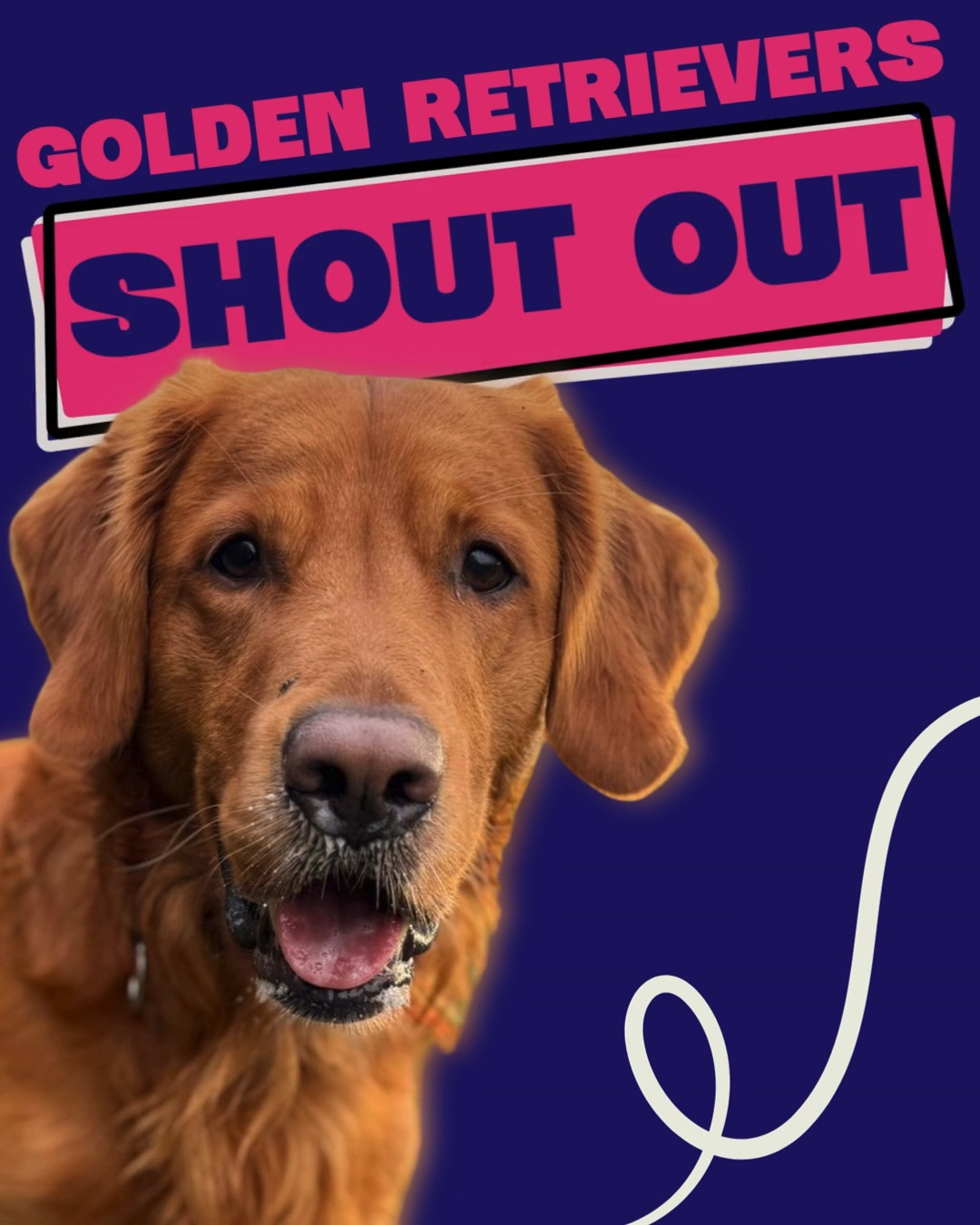 It’s Golden Retriever Day 💛🐾
So here’s a little love for the retrievers on our books.
Big smiles.
Soft hearts.
Mud magnets.
Always happy to see us.
They don’t just want a walk — they want company, freedom, and fun.
And honestly? That’s exactly what they get with us.
From gentle golden oldies to bouncy youngsters, our Golden crew bring pure joy to every walk — and we love them for it 💛
Drop a 💛 if you’re owned by a retriever
(or tell us your Golden’s name 👇)
#GoldenRetrieverDay #GoldenRetriever #RetrieverLife #HappyDogs #DogWalkingLife #DogWalkerUK #DogLoversUK #GJPS #GemmasPetServices #TrustedDogWalker