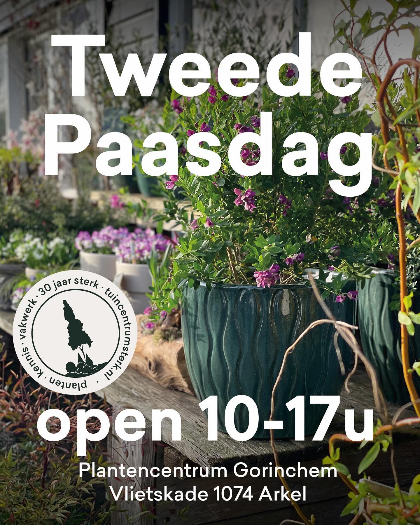 OPENINGSTIJDEN rondom Pasen 🐣
Goede vrijdag: 08:30 - 17:30
Zaterdag: 08:30 - 17:00
Eerste Paasdag: gesloten
Tweede Paasdag: 10:00 - 17:00
Kom PLANT inspiratie en kennis opdoen, tuinplanten, kamerplanten en potten shoppen 💚🍀🫶
#tweedepaasdagopen #paasweekendtip #tuinplanten #mooigorinchem #gorcum #arkel #zuidholland