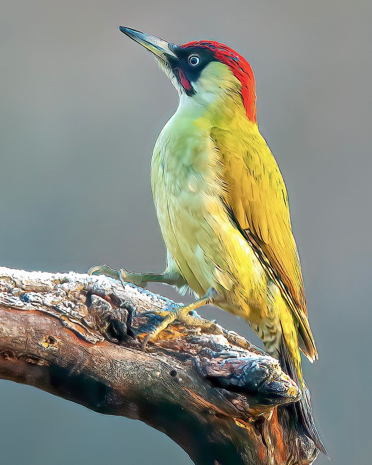 Grünspecht bei eisigen Temperaturen 🥶
Der Grünspecht (Picus viridis) ist bekannt für seinen markanten, wie ein lautes Lachen klingenden Ruf („klü-klü-klü“), was ihm den Beinamen „Regenvogel“ eingebracht hat. Er gilt als Ameisenspezialist, der vorwiegend am Boden nach Nahrung sucht. In der Kultur ist er weniger als mystische Sage, sondern als volkstümlicher Wetterbote bekannt.
#wildlife #nature #birds #vogelfotografie #geoleserfoto birdphotography wildlifephotography
canonshopachatzi naturephotography bbcwildlife natgeoyourshots wildlifephotographer
birdsofinstagram wildlifephoto nationalgeographer