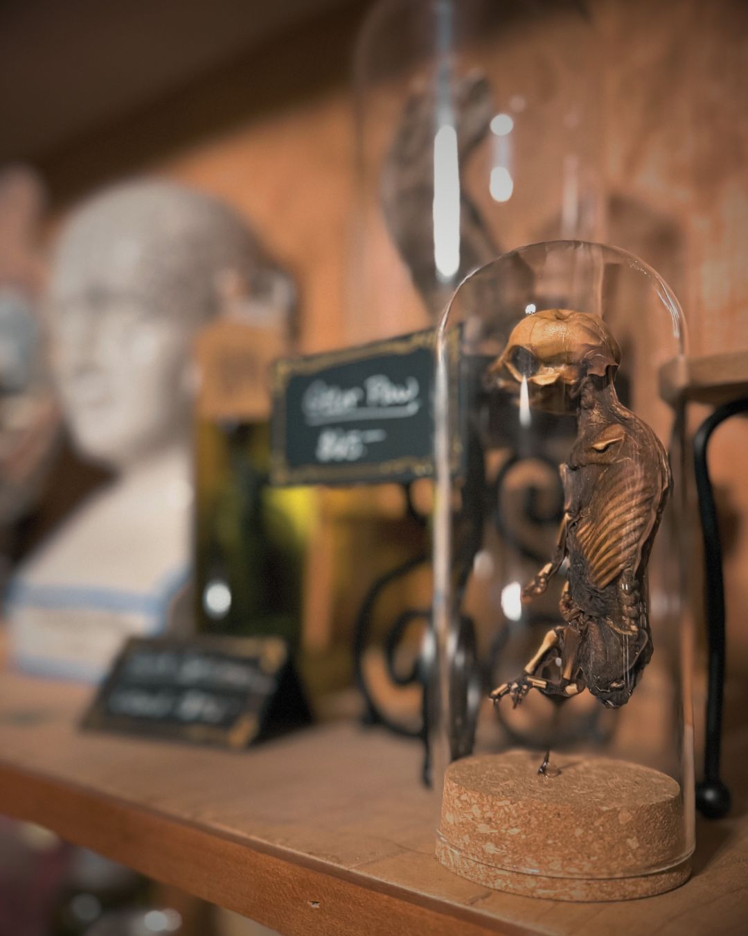 Oink oink!
#mummified #science #uniquegift #oddities #odditiesandcuriosities