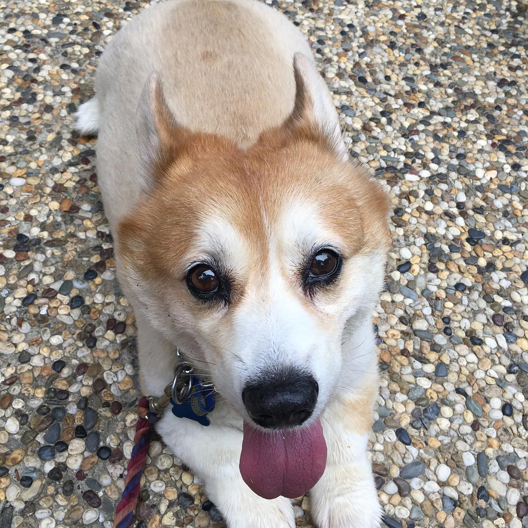 Beautiful Byrn. Such a gentleman ❤️🐶❤️ #dog #corgisofinstagram
#dogsofinstagram #dogsofbrisbane #doglover #cute #chasingtailsbrisbane