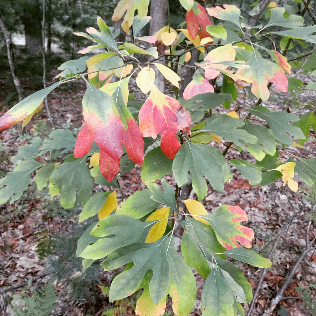 Sassafras! Happy #equinox #autumn