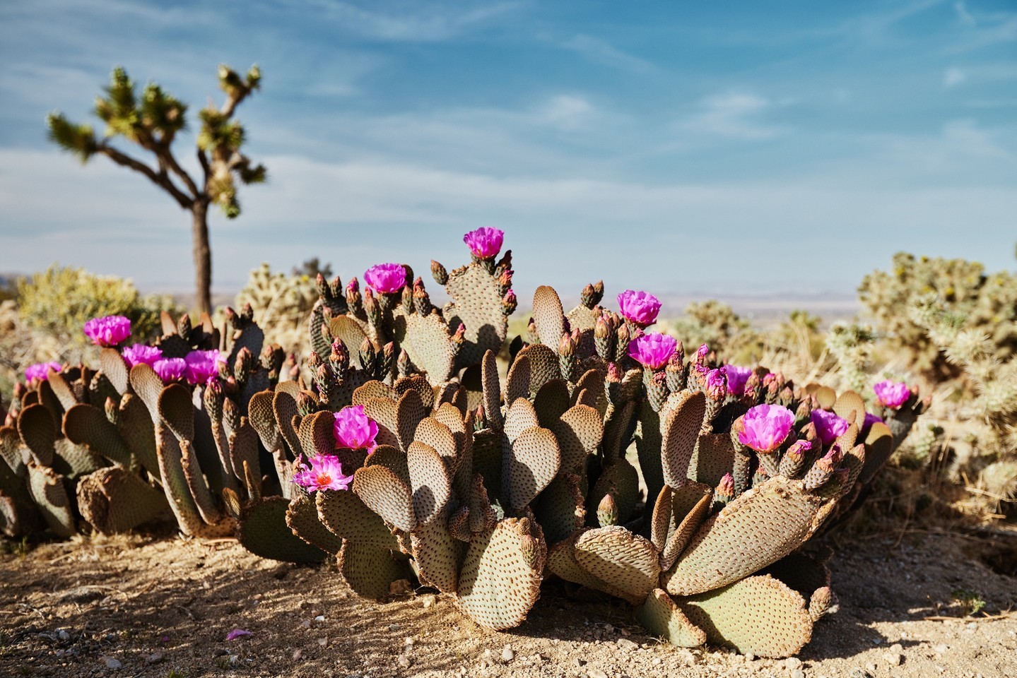 We're witnessing a stunning high desert bloom! Now is the perfect time to visit Joshua Tree with beautiful weather and unforgettable stargazing!
•
•
#SacredSands #SacredSandsJoshuaTree #JoshuaTree #JoshuaTreeCalifornia #JoshuaTreeNPS #DesertVibes #DesertLife #DesertLandscapes #DesertViews #desertbloom #cactusbloom #joshuatreevibes #joshuatreestyle #MojaveDesert #ArtistRetreat #ResetYourMind #romanticgetaway #coupleswhotravel #DesertChic #DesertOasis #MountainView #MountainViews #instacactus #desertplants #cactusplanet #cactusmania #naturalcalifornia #instacalifornia #seecalifornia