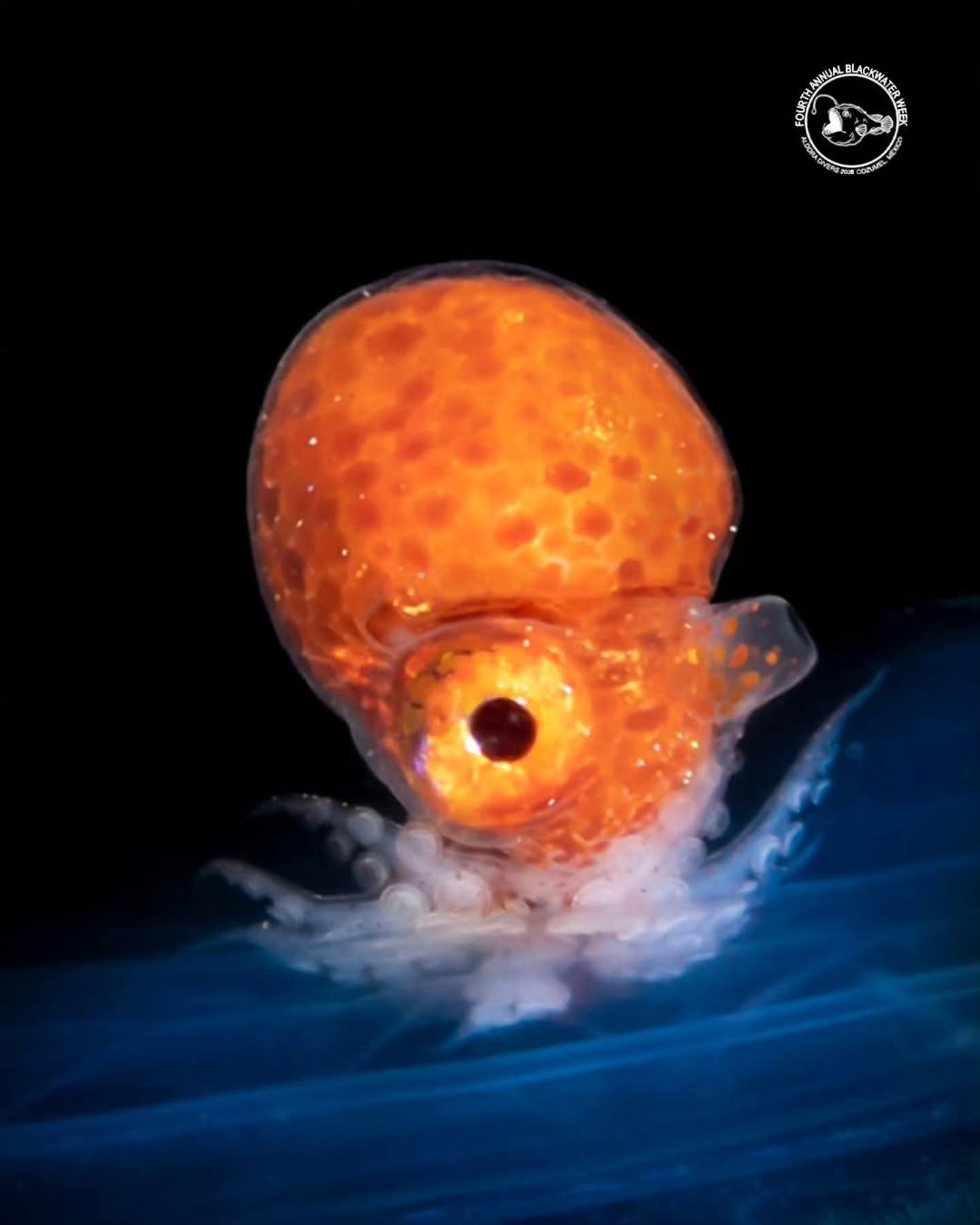 Would you dive into the dark to see this? 🌌🤿
Blackwater diving 👇
Aldora Divers 4th Annual Blackwater Week 2026 🔦
Join us for an unforgettable deep-ocean experience during one of the most unique dive weeks of the year.
📅 July 16 – July 24, 2026
#AldoraDivers #blackwaterphotography #Cozumel #blackwaterdiving