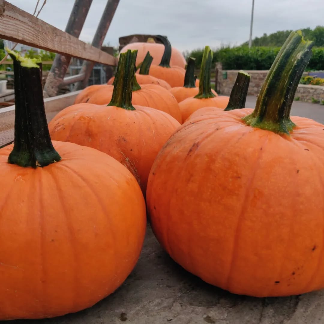 tyncellarcommunityhall #selfcateringcottage #selfcatering #holiday #cottages #margam #porthcawl #bedandbreakfast #inittogether #barnconversion #tyncellarfarm #thebarnbedandbreakfast #inittogetherfestival #farm #farmlife #visitwales #walesadventure #wales❤️#nature #september #wales #pumpkin