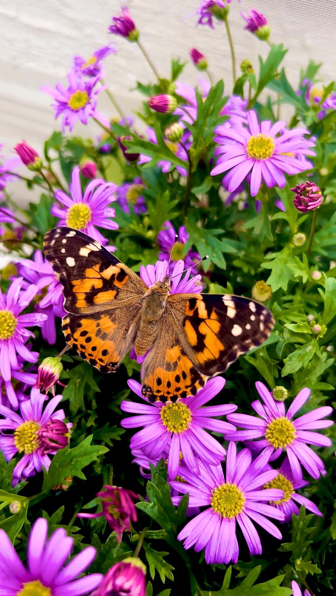 Spring is arriving early at Blackborg 🌸
We’re in full prep mode for this season’s butterfly school programs, getting everything ready for tiny caterpillars, curious minds, and so much wonder 🦋✨
#blackborg #butterflysanctuary #pollinatorgarden #butterflylifecycle #paintedladybutterfly