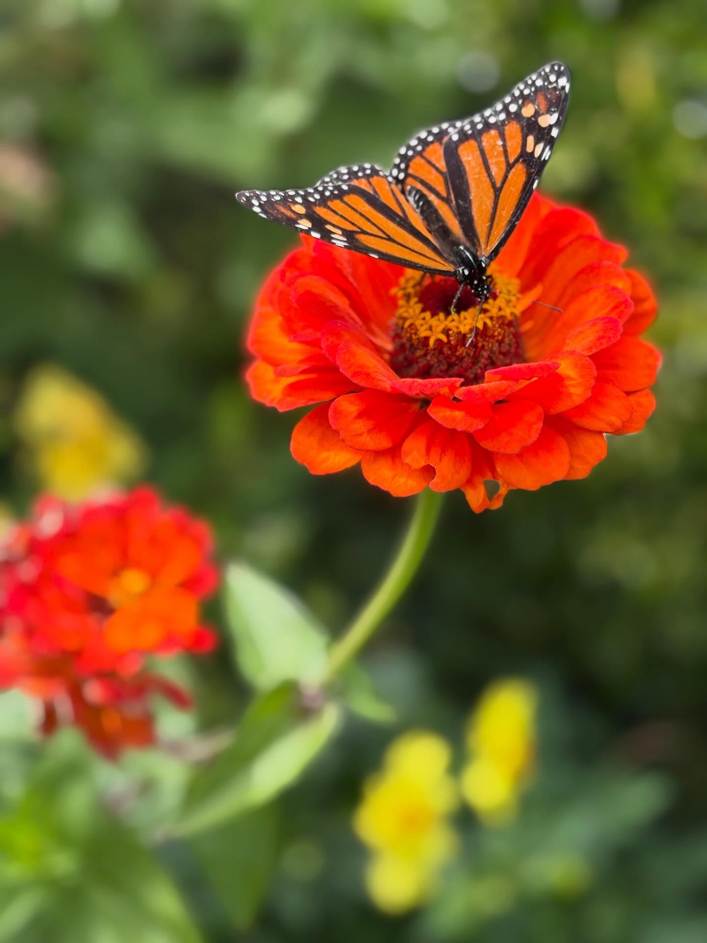 Much like many of us, plants like companions. Marigolds, lavender, geraniums, sunflowers, salvia, borage, verbena and hollyhocks make great companion plants. Brightly coloured flowers also attract birds, bees and butterflies. They’re wonderful pollinators and companions. Plant to encourage birds, bees and butterflies into your garden.